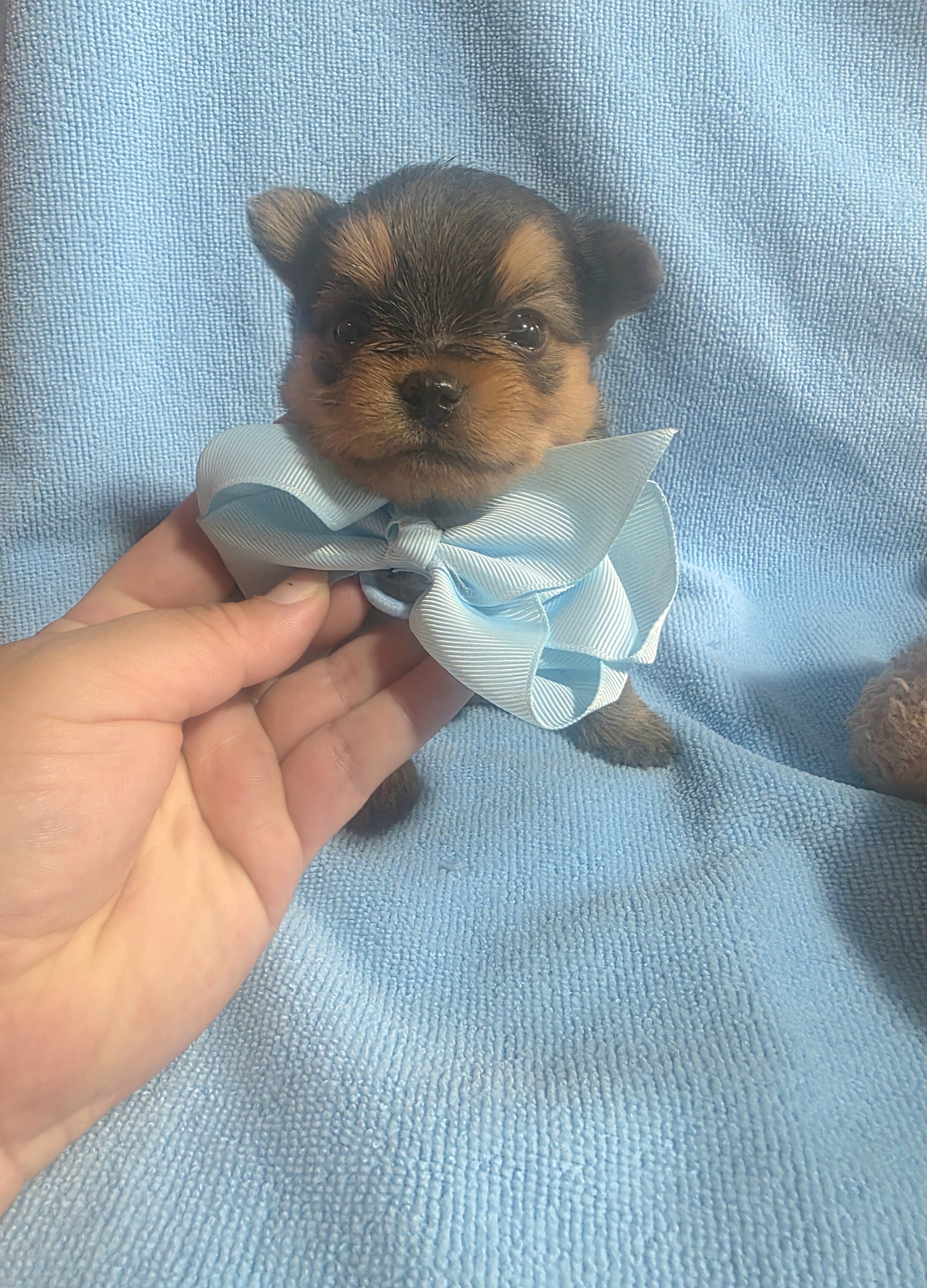 Tiny Yoranian puppies image 6
