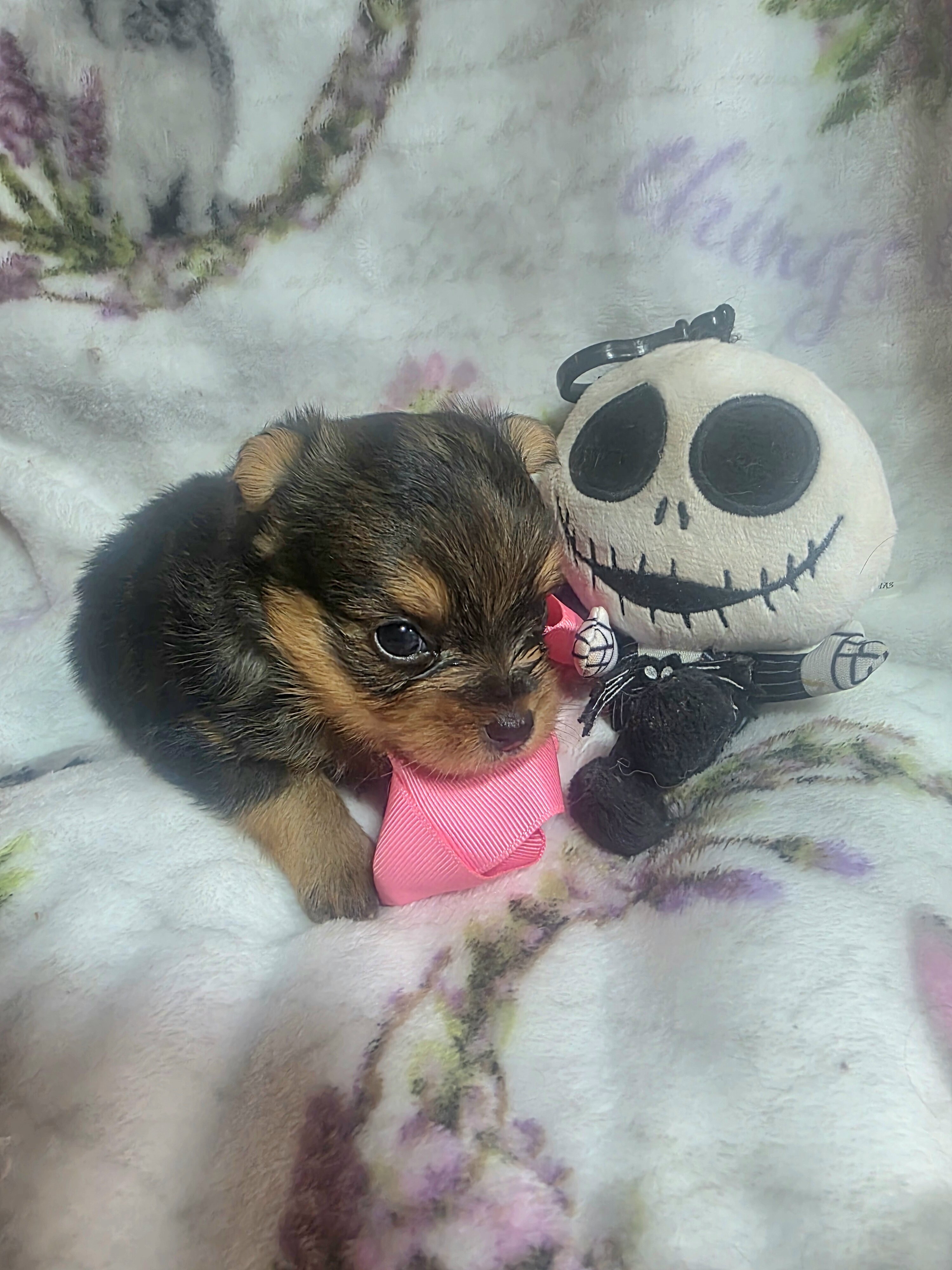 Tiny Yoranian puppies image 2