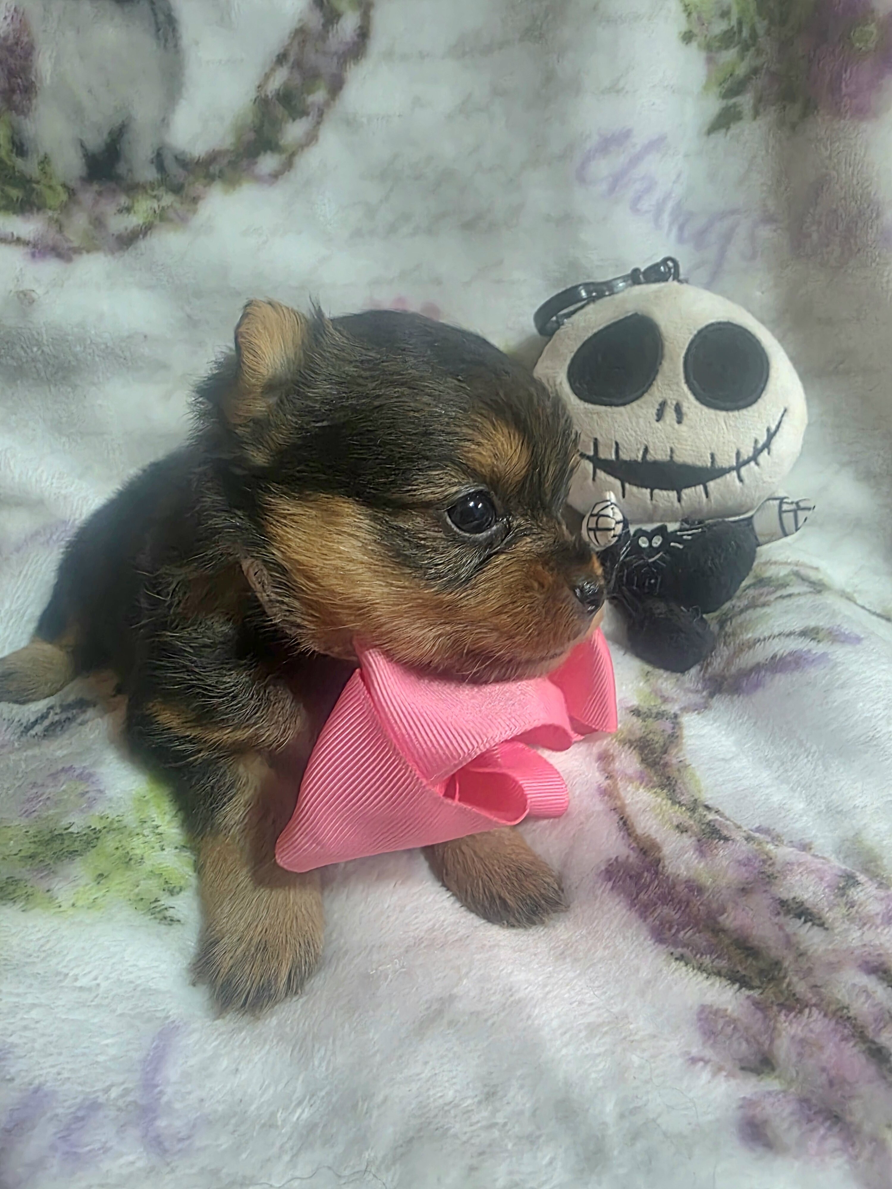 Tiny Yoranian puppies image 1