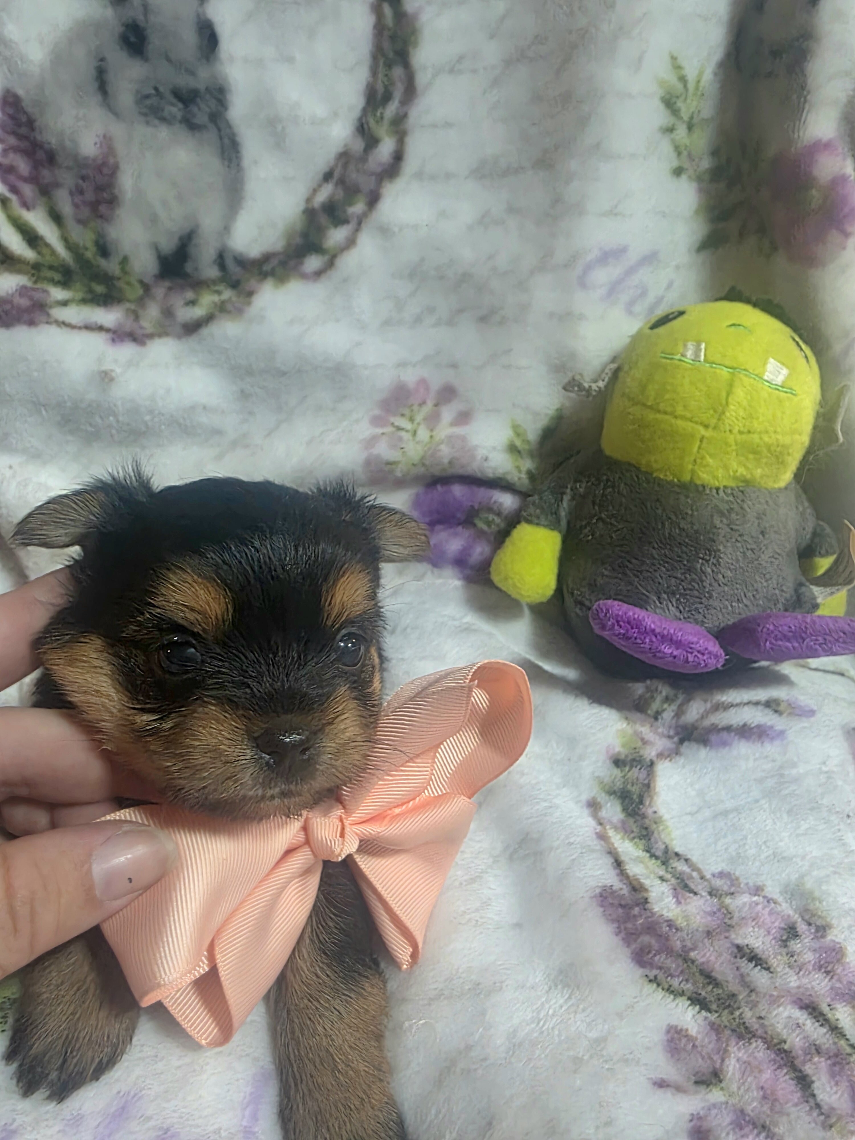 Tiny Yoranian puppies image 4