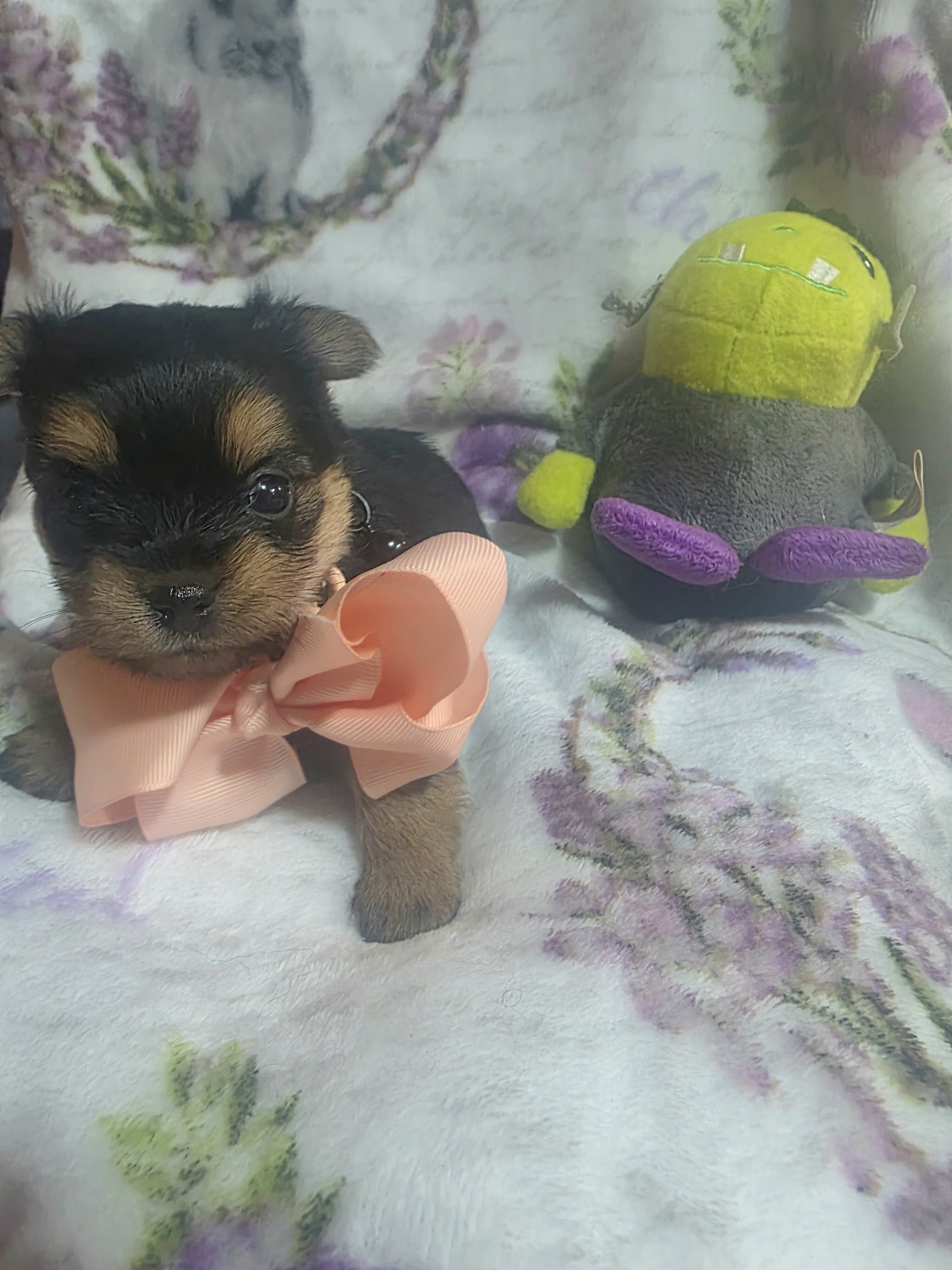 Tiny Yoranian puppies image 3