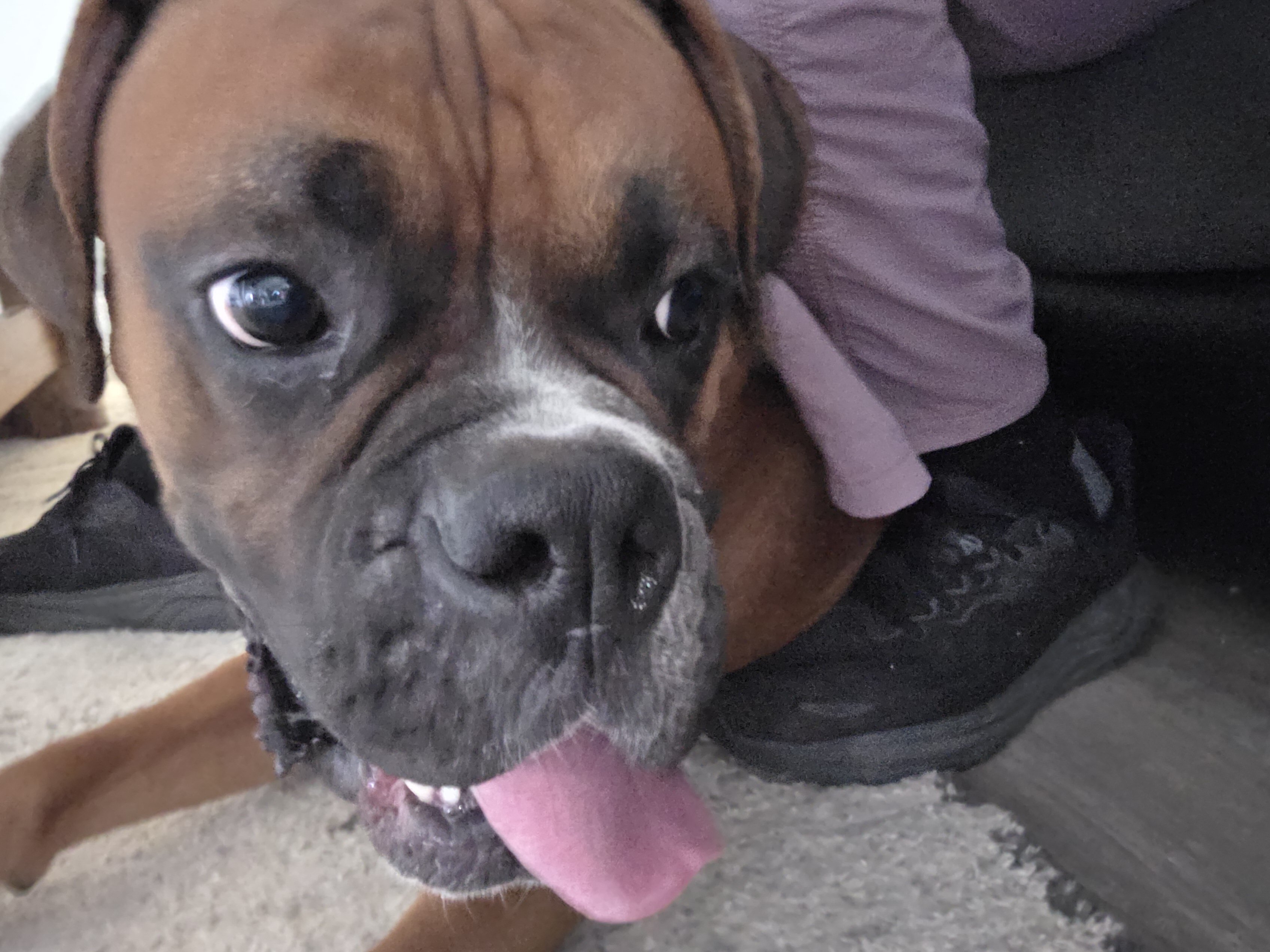 Purebred Male boxer 1Yr 8mo approx image 1