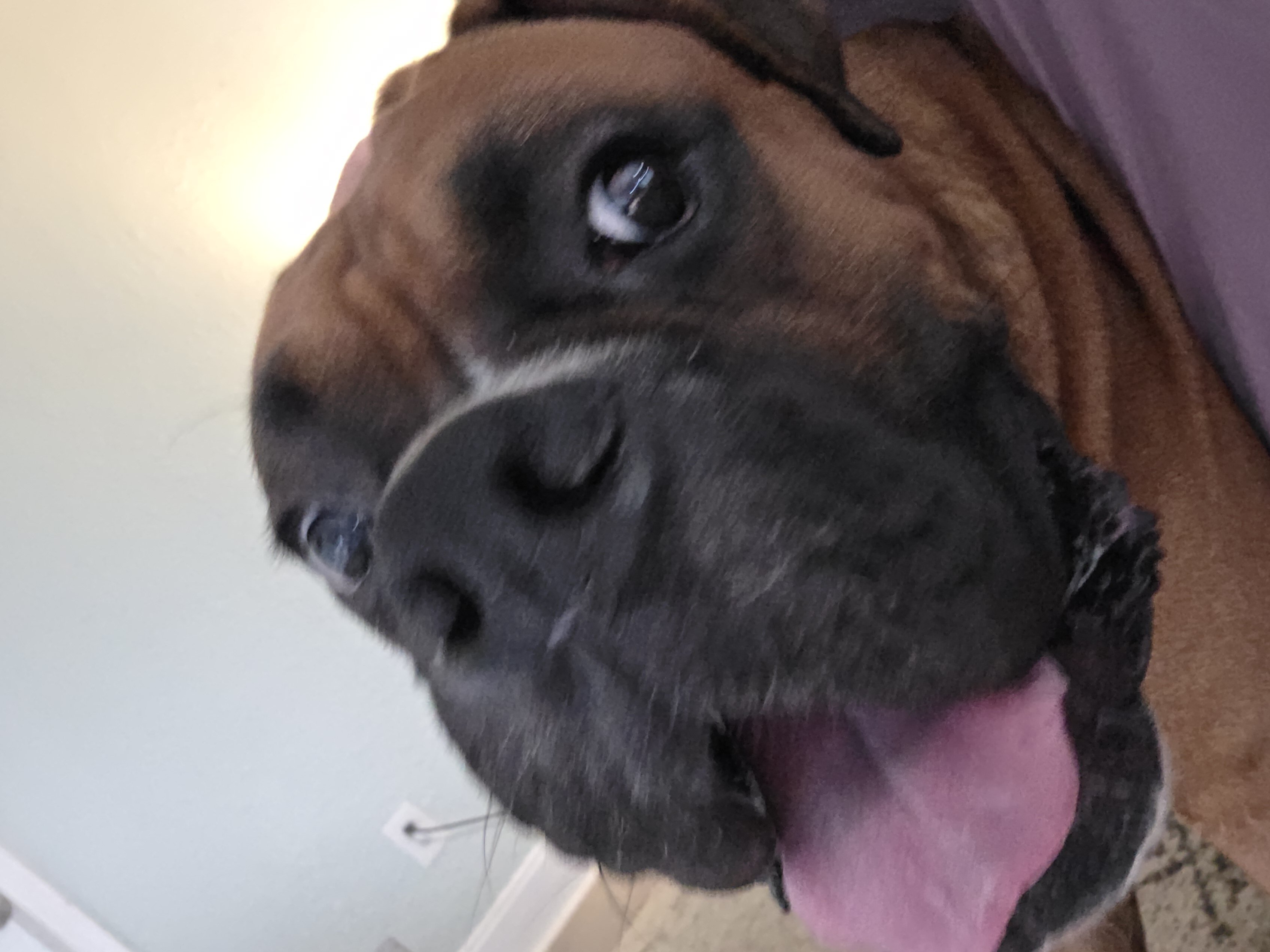 Purebred Male boxer 1Yr 8mo approx image 2