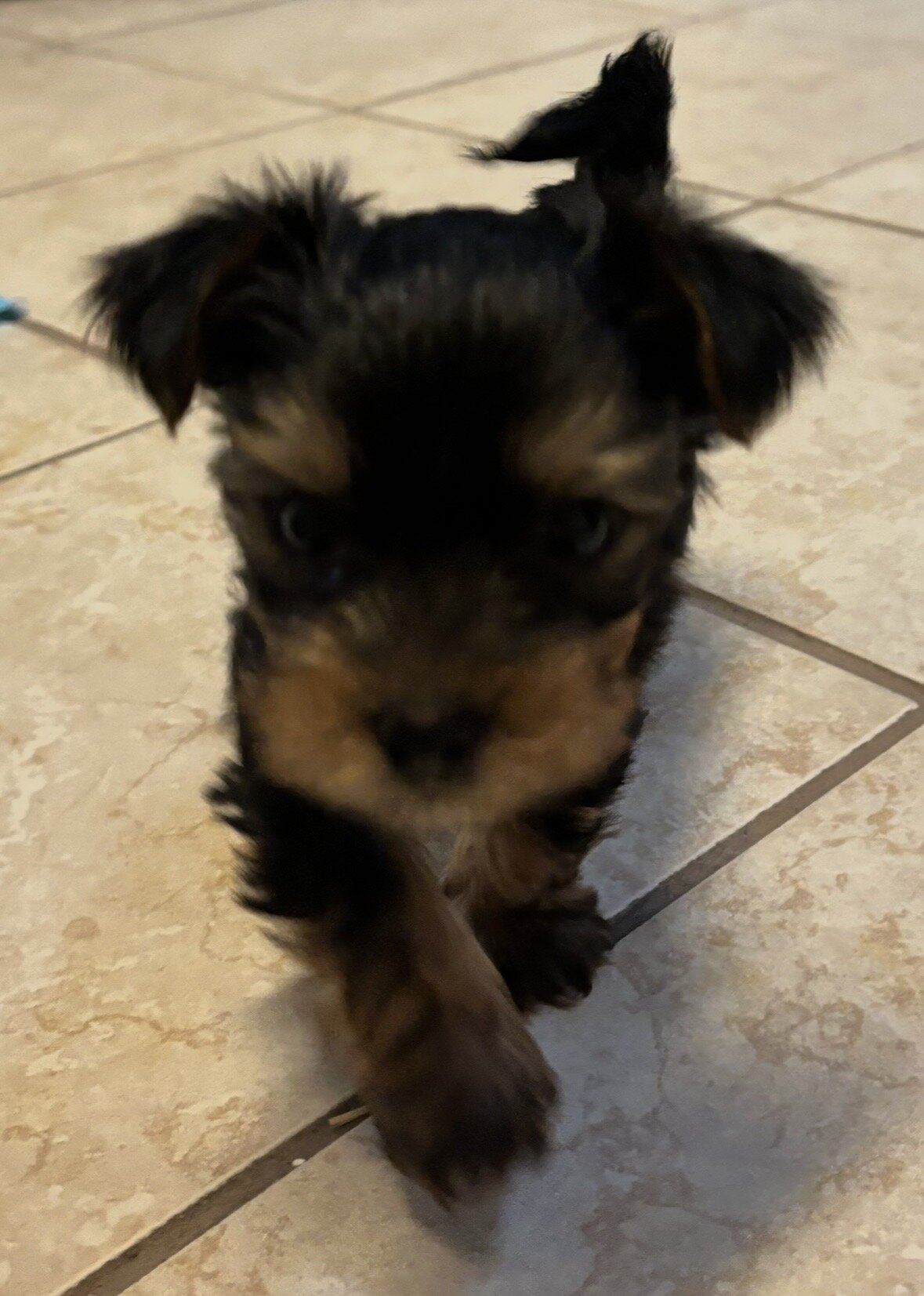 Yorkie image 2