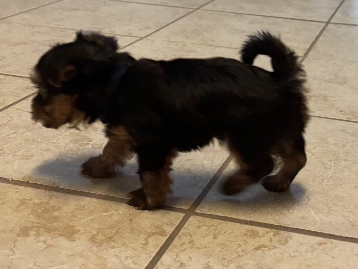 Yorkie image 1