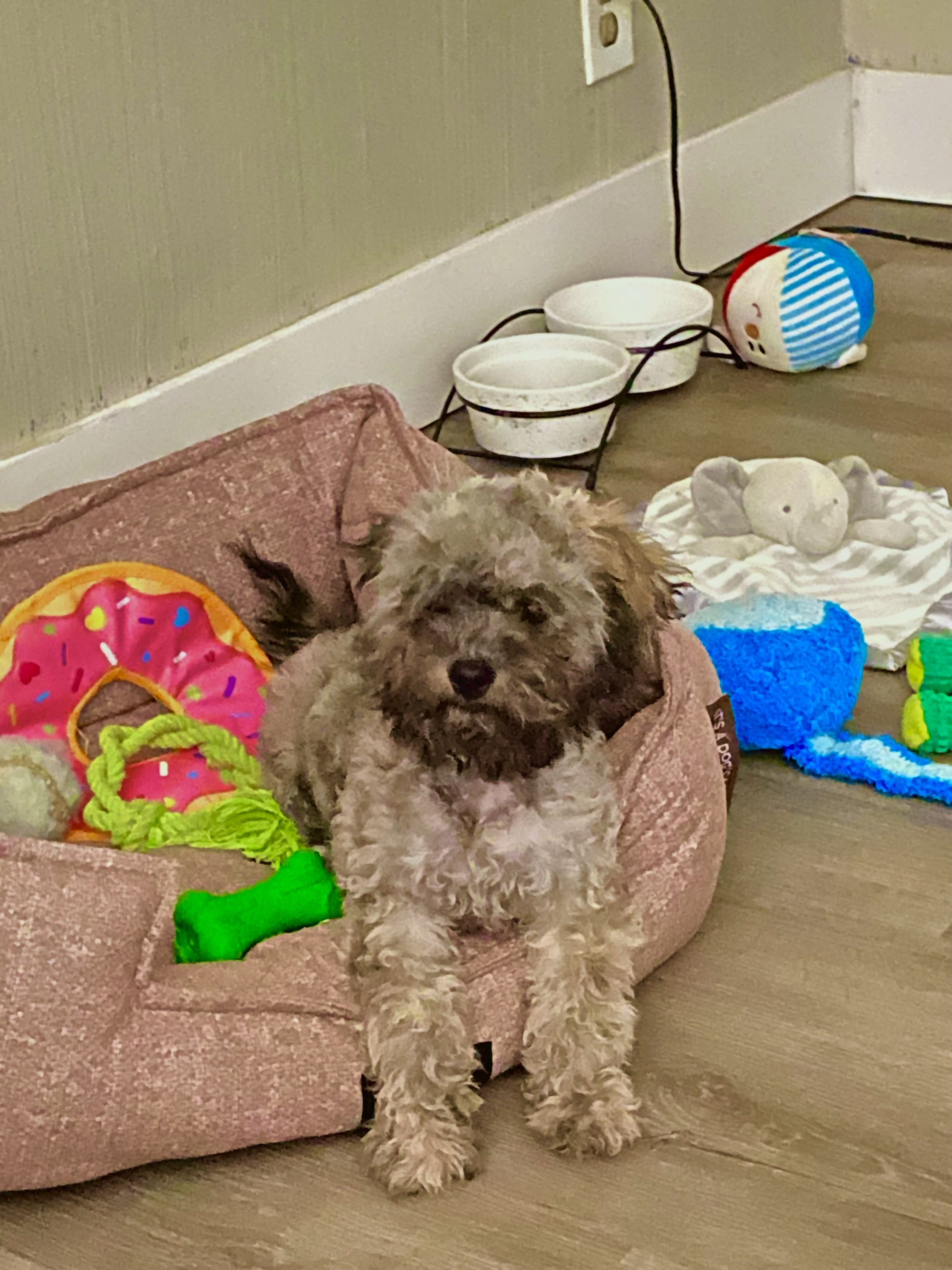 Shih-Poo Pup image 1