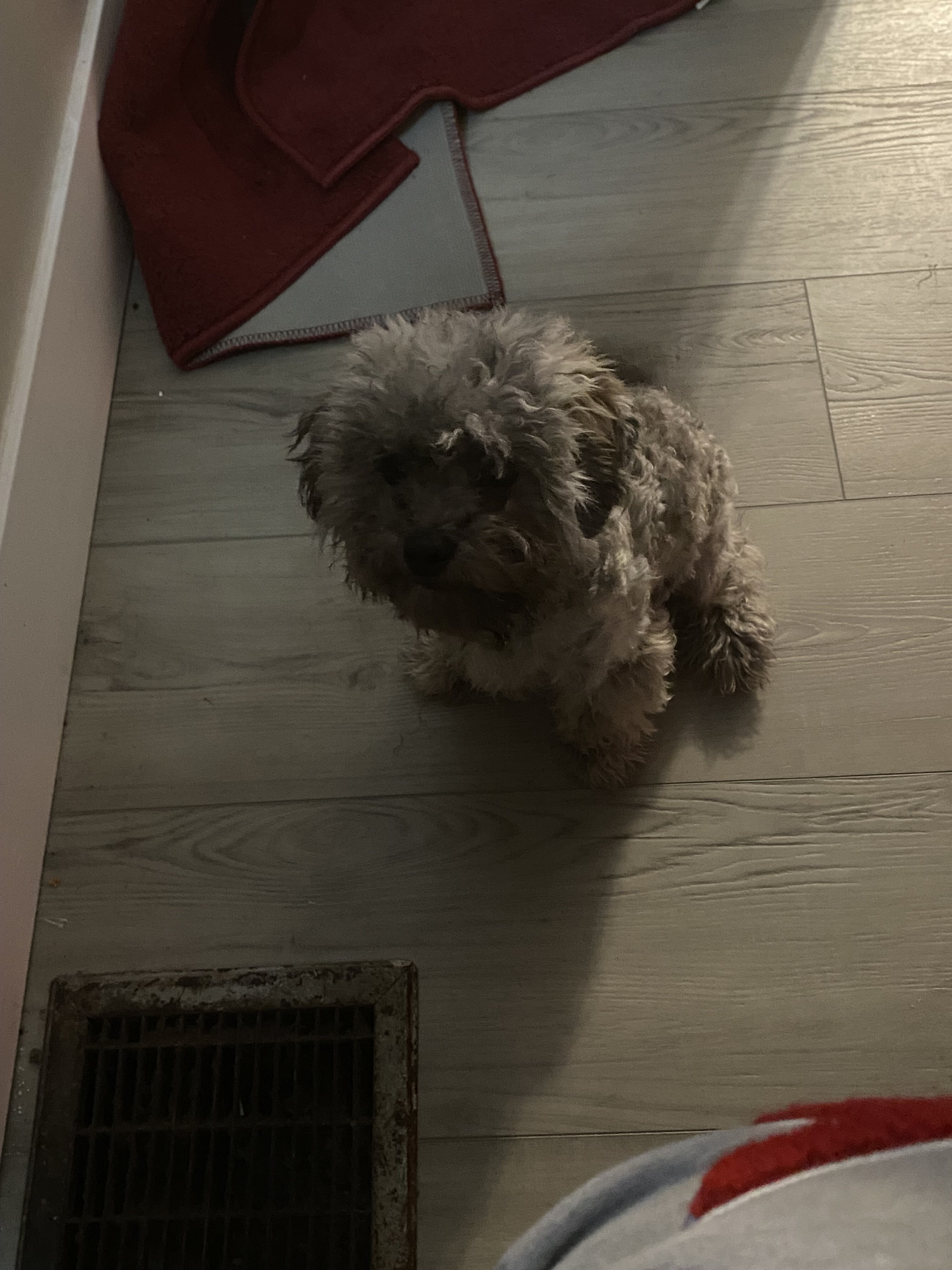 Shih-Poo Pup image 2