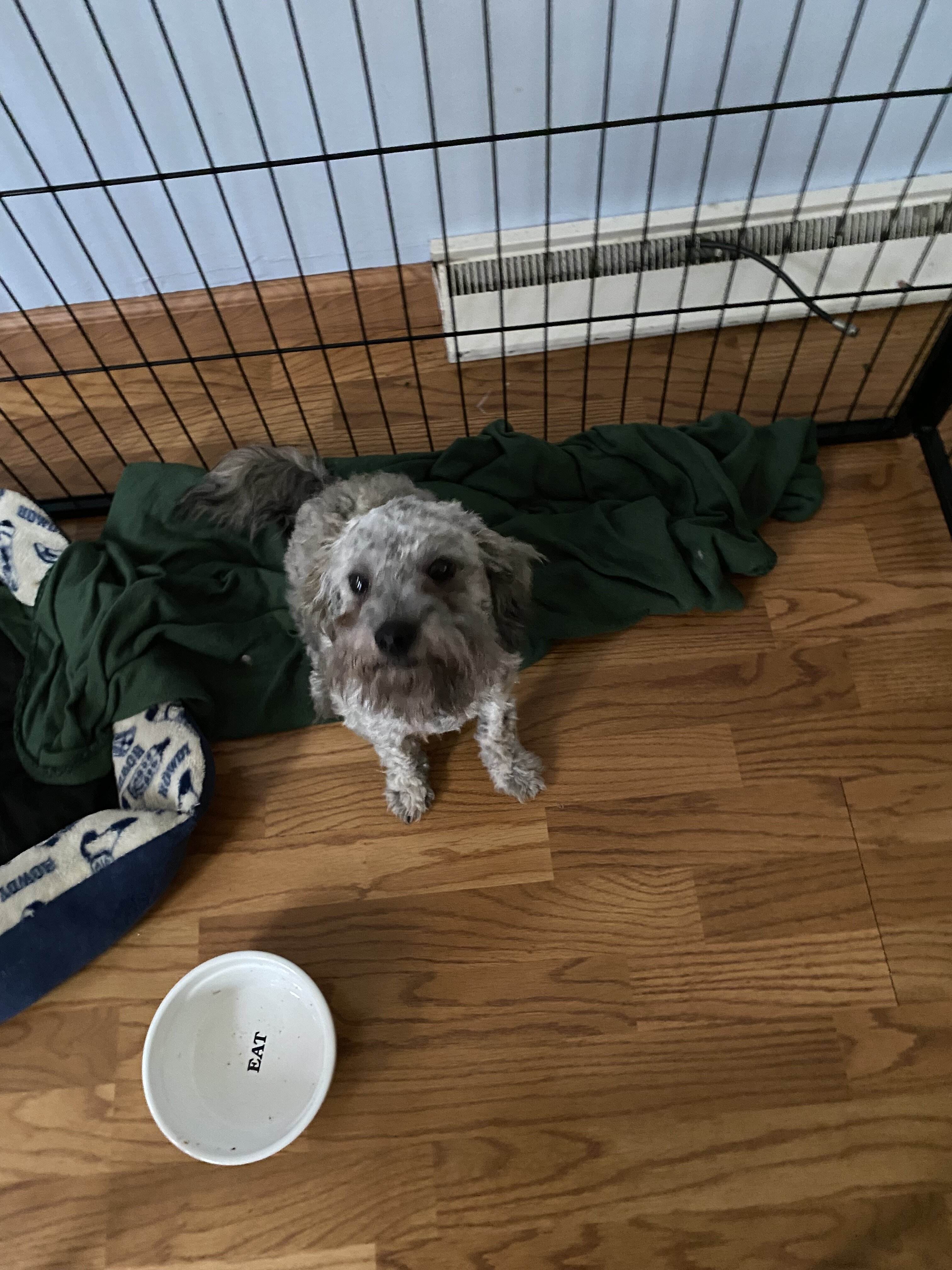 Shih-Poo Pup image 3