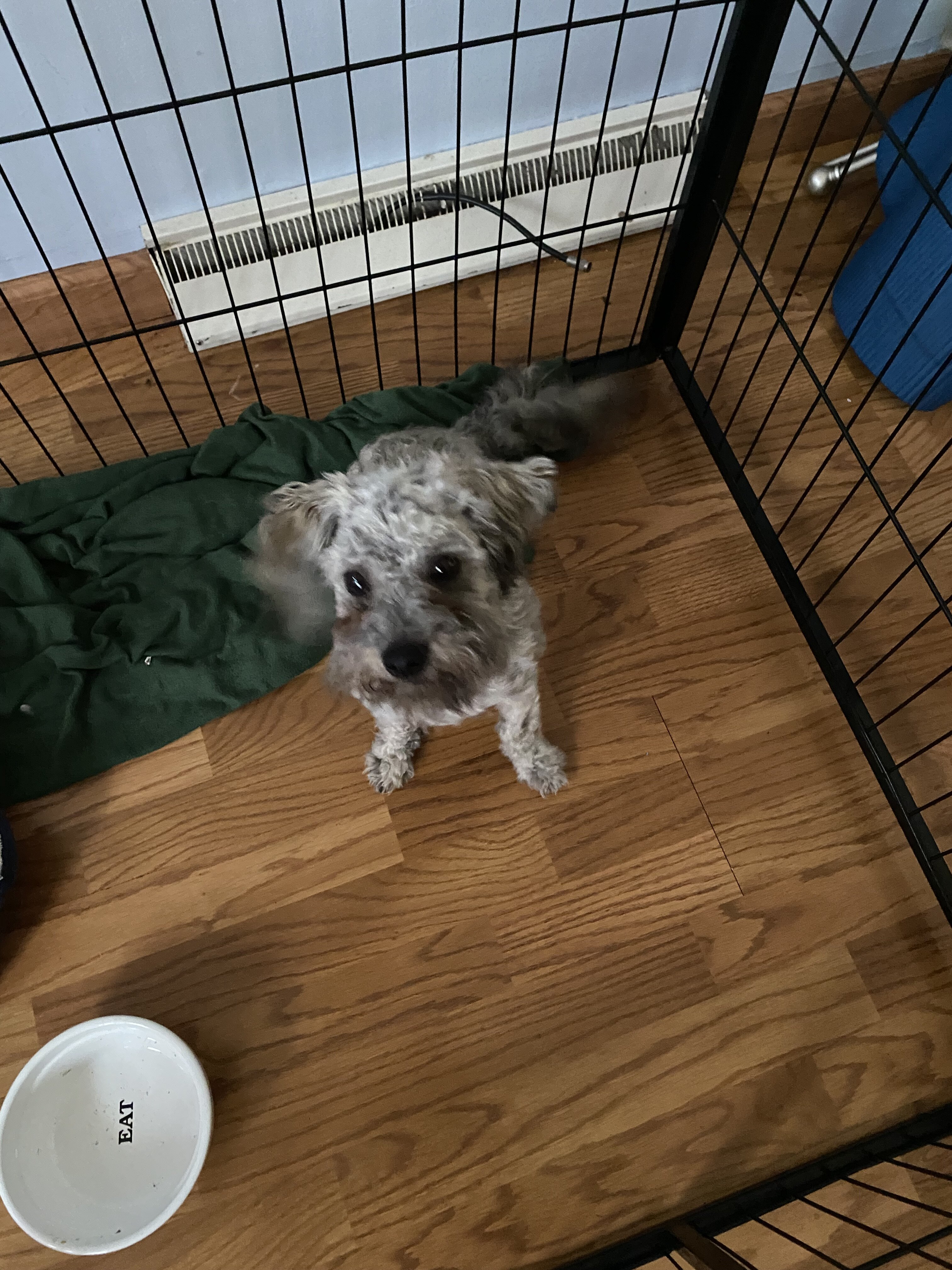 Shih-Poo Pup image 4
