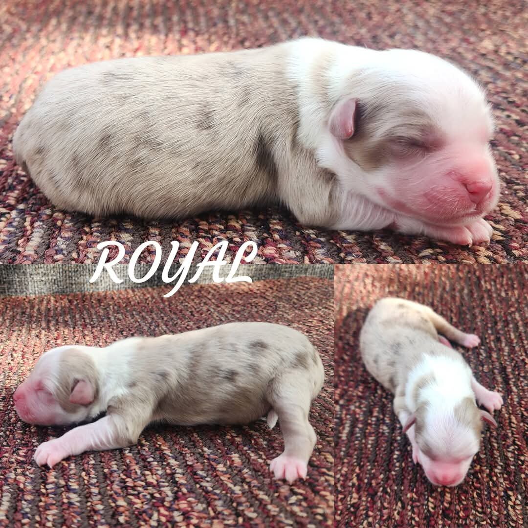 Mini Australian Shepherds image 2