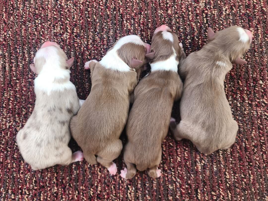 Mini Australian Shepherds image 1