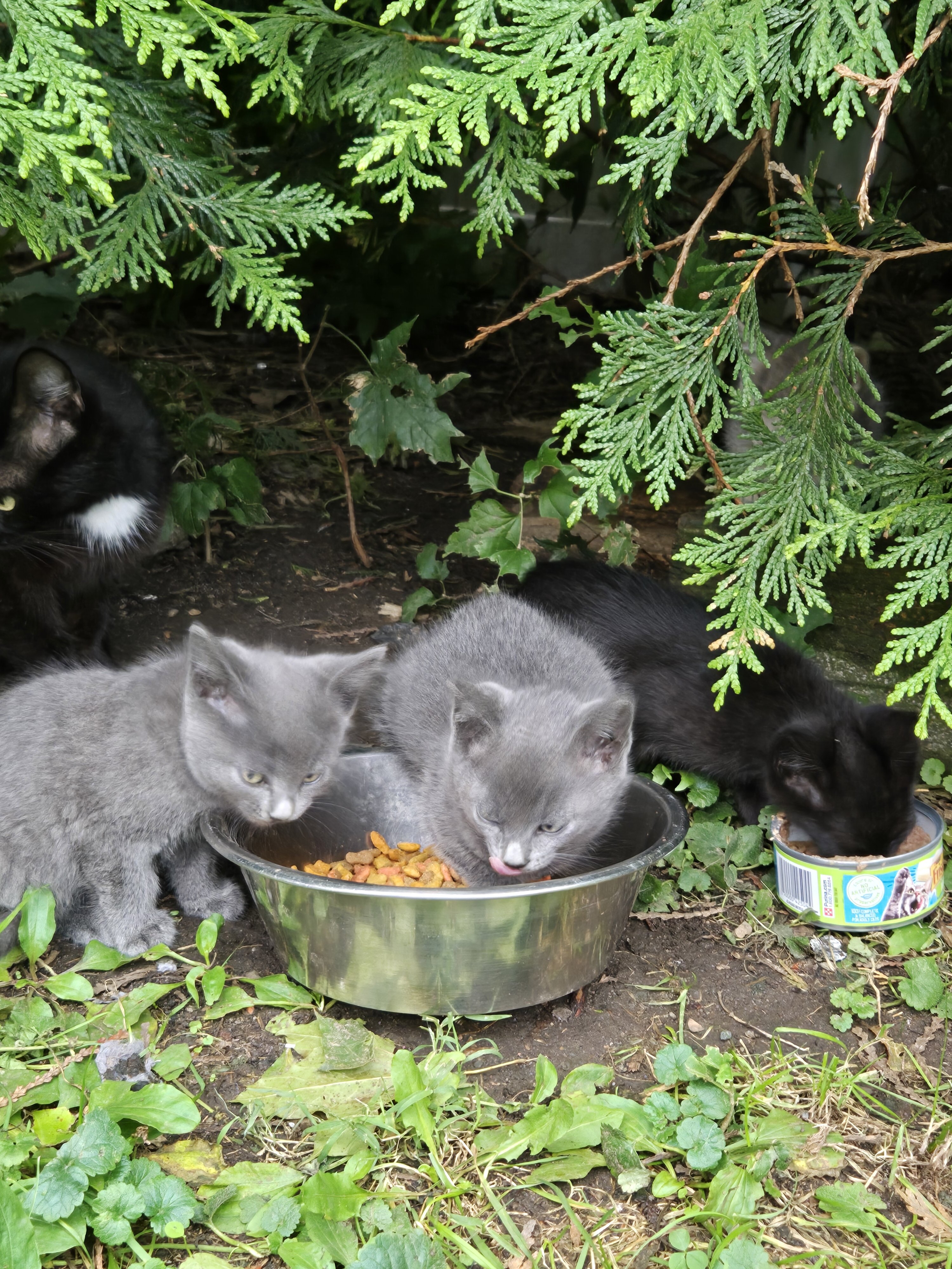 Free kittens image 4