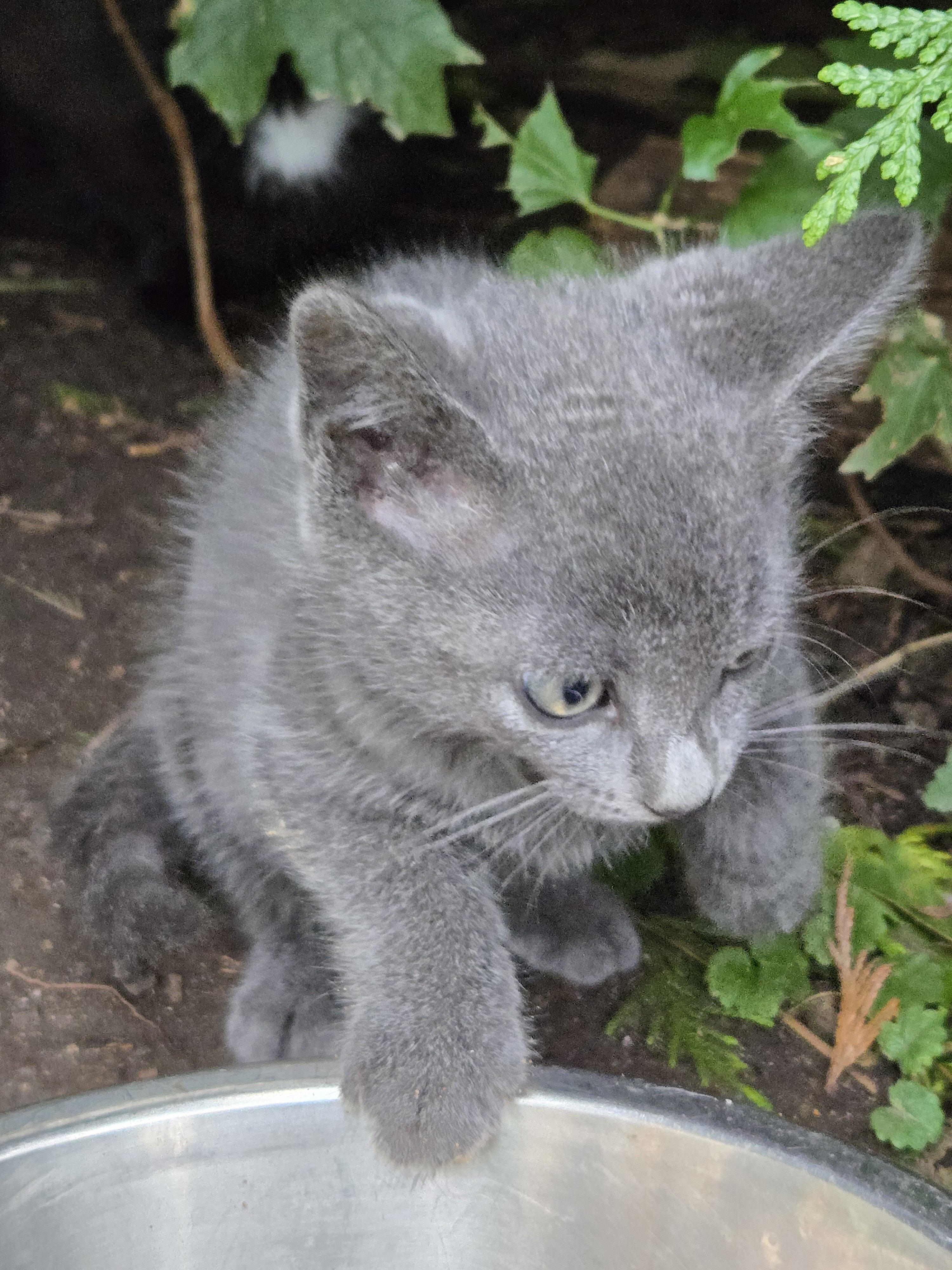 Free kittens image 1