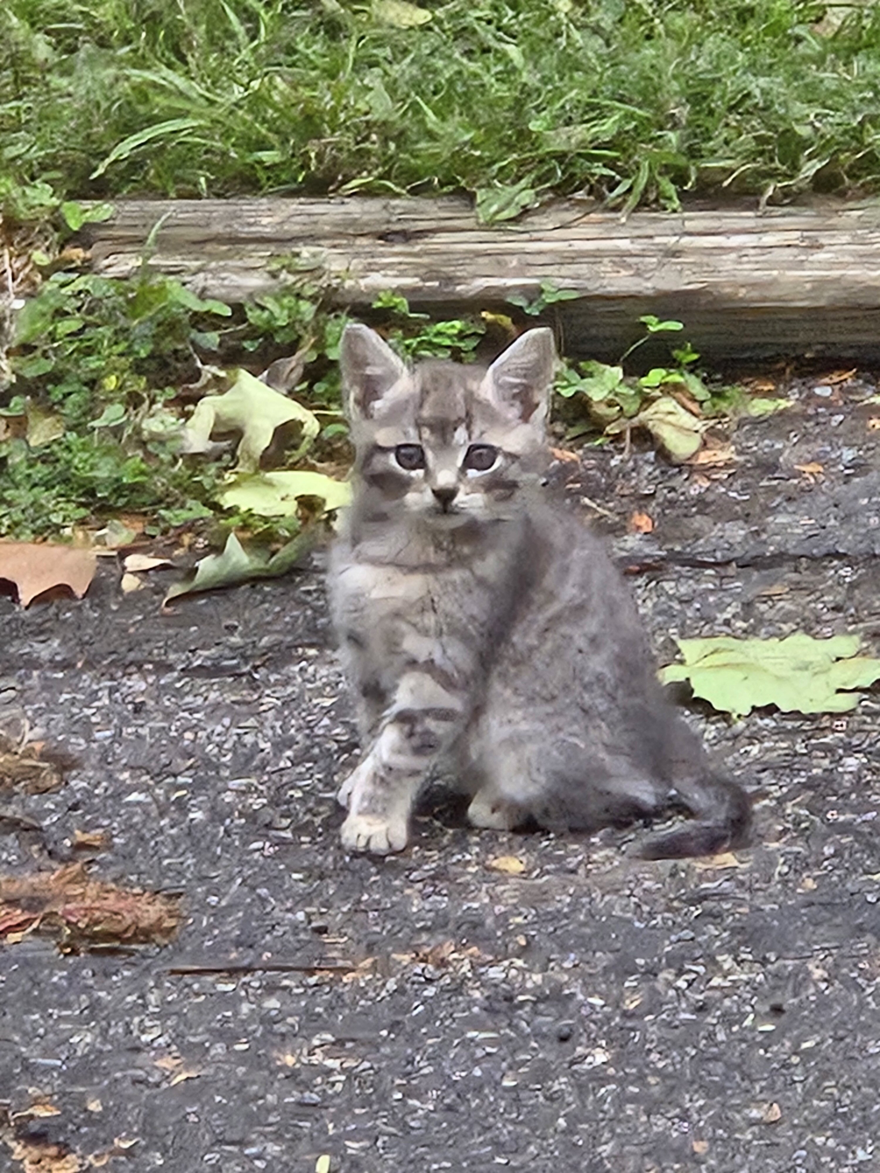 Free kittens image 2