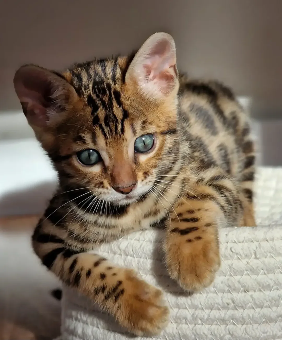 Bengal Kittens Looking for Loving Homes image 2