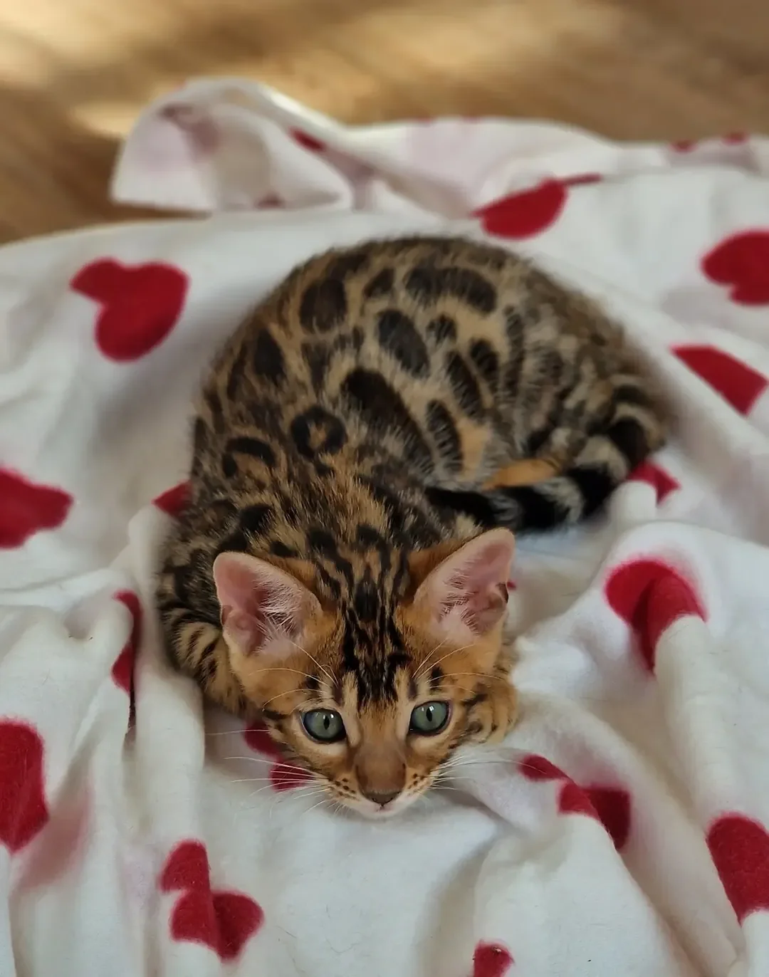 Bengal Kittens Looking for Loving Homes image 1