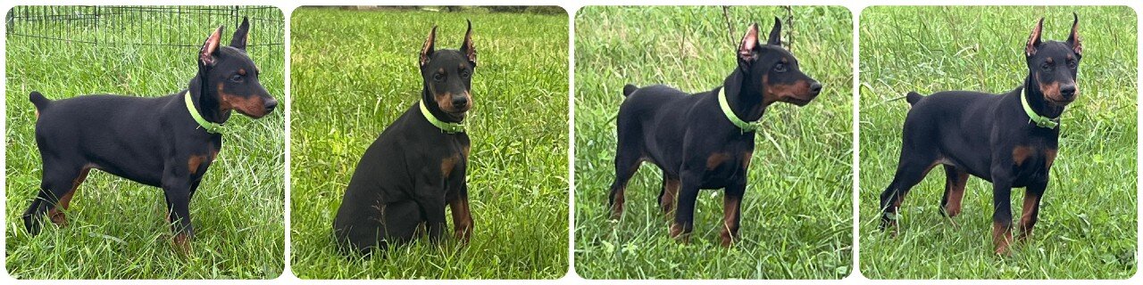 european doberman puppies image 1