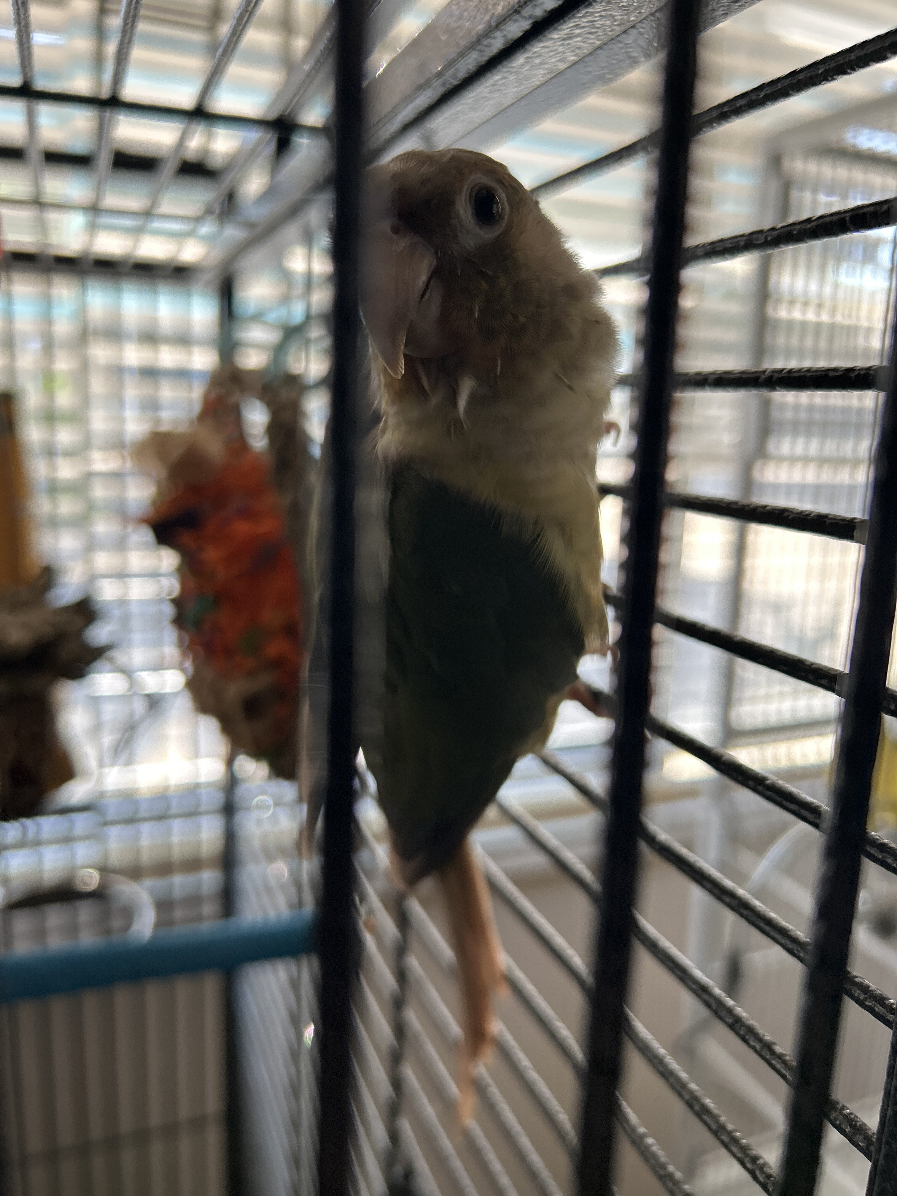 Pineapple turquoise Conure image 1