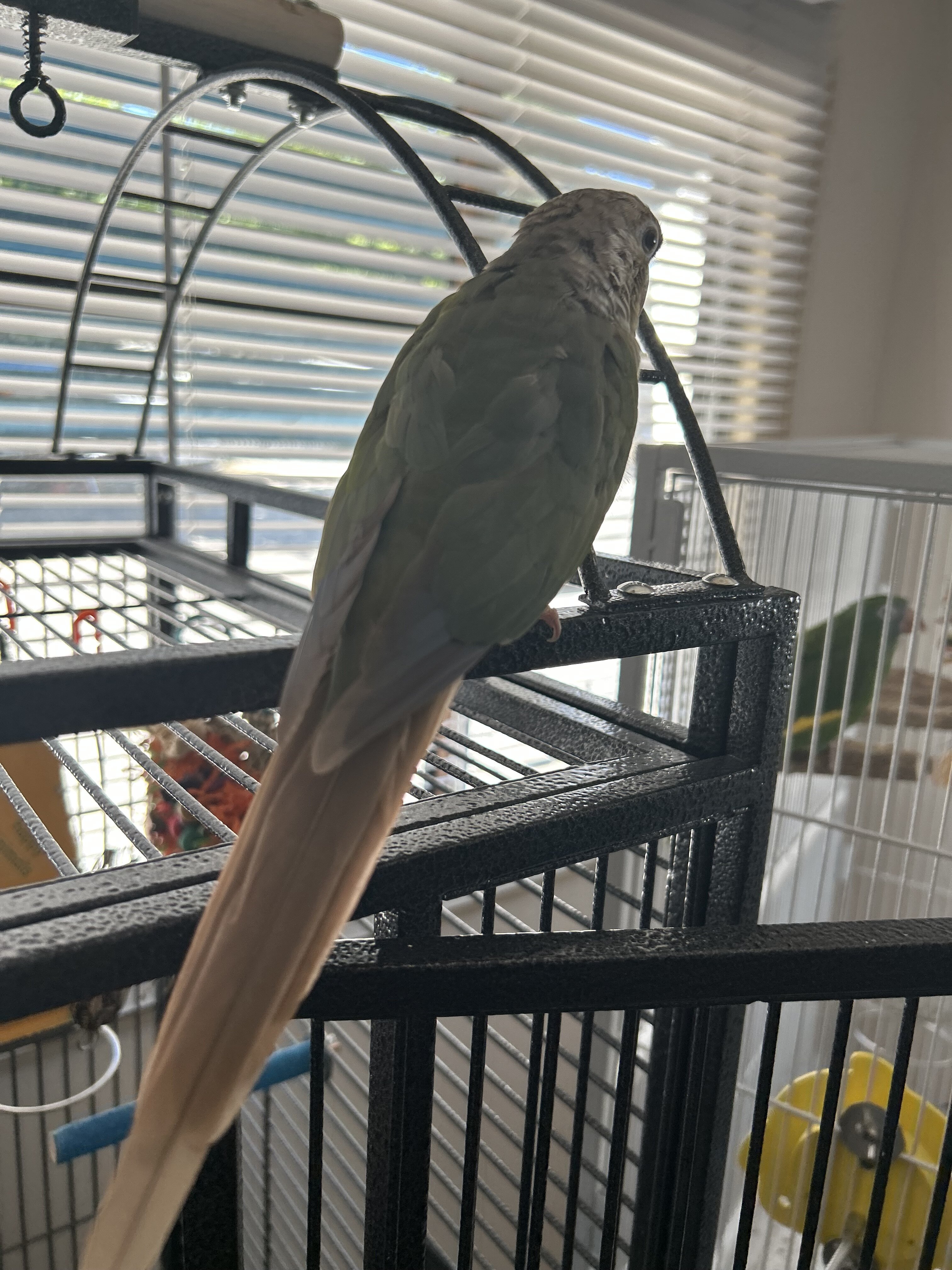 Pineapple turquoise Conure image 2
