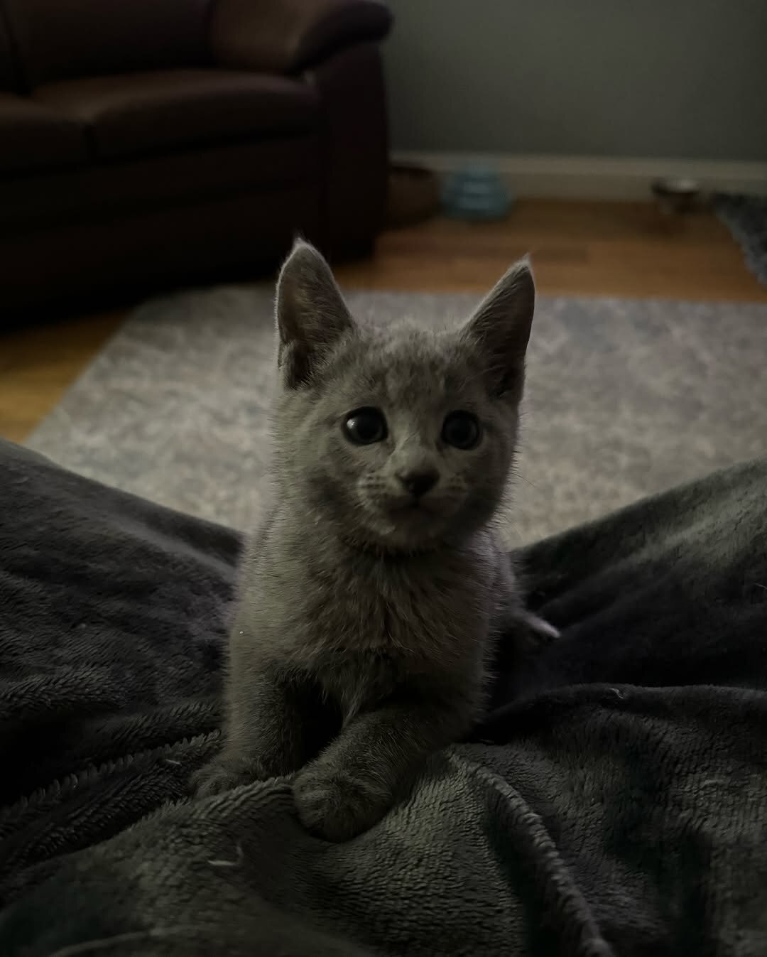Russian Blue Kittens Looking for Loving Homes image 2