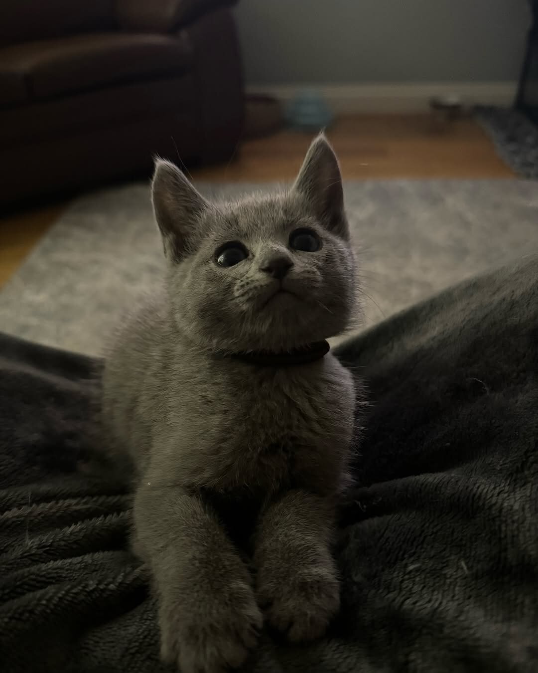 Russian Blue Kittens Looking for Loving Homes image 1