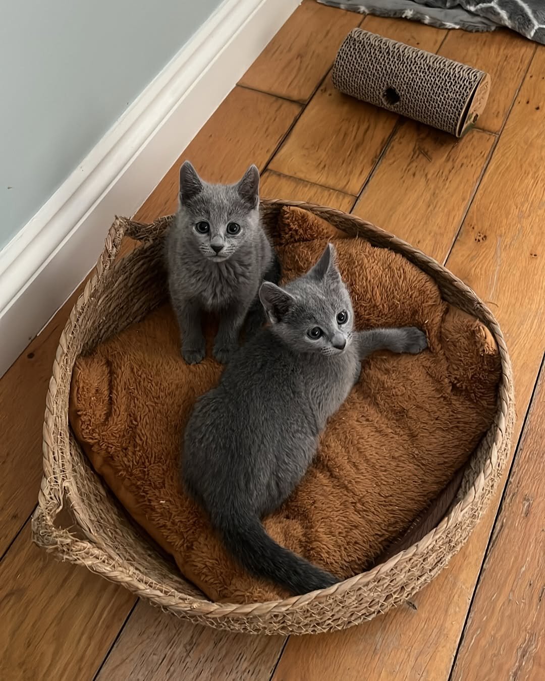Russian Blue Kittens Looking for Loving Homes image 3