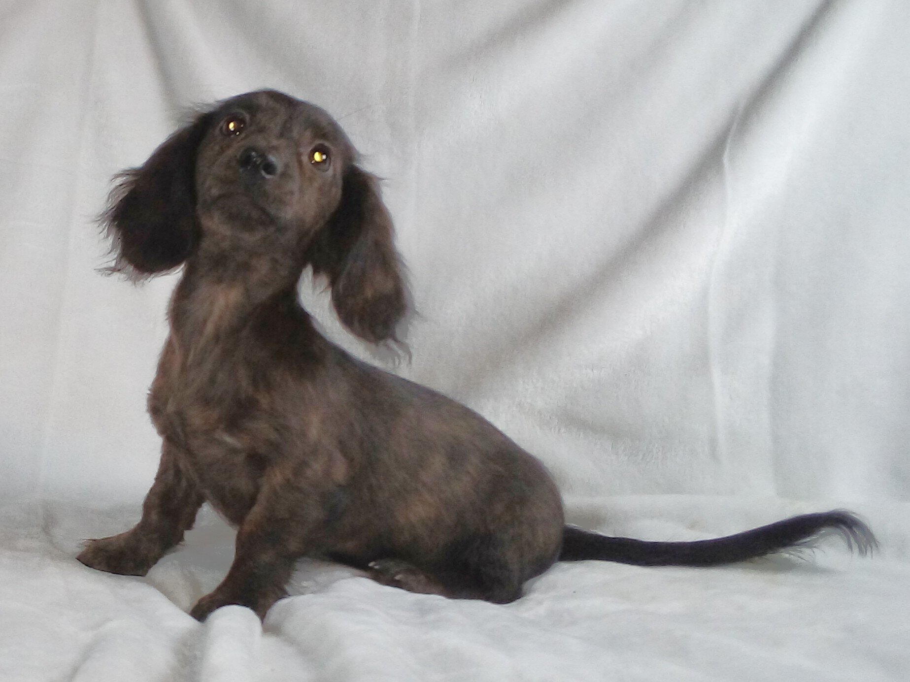 Shaded Red Brindle Girl image 1
