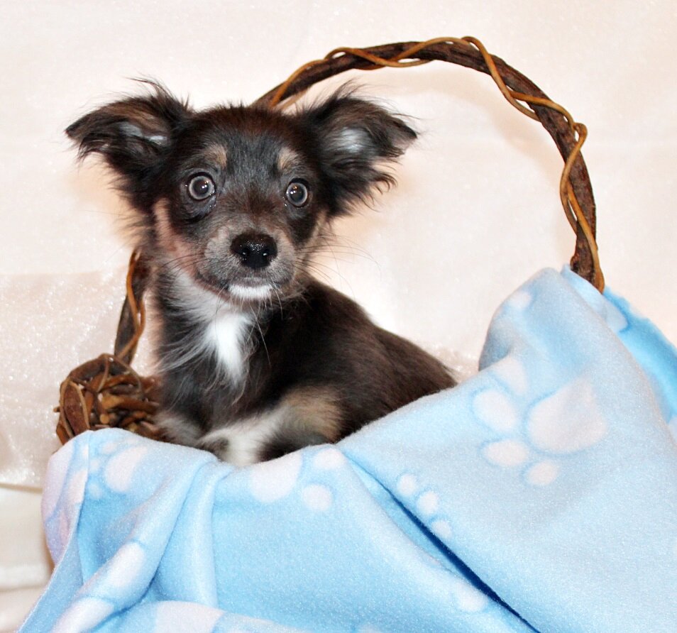 Blue - Gorgeous L/C Pup with Amazing Personality image 2
