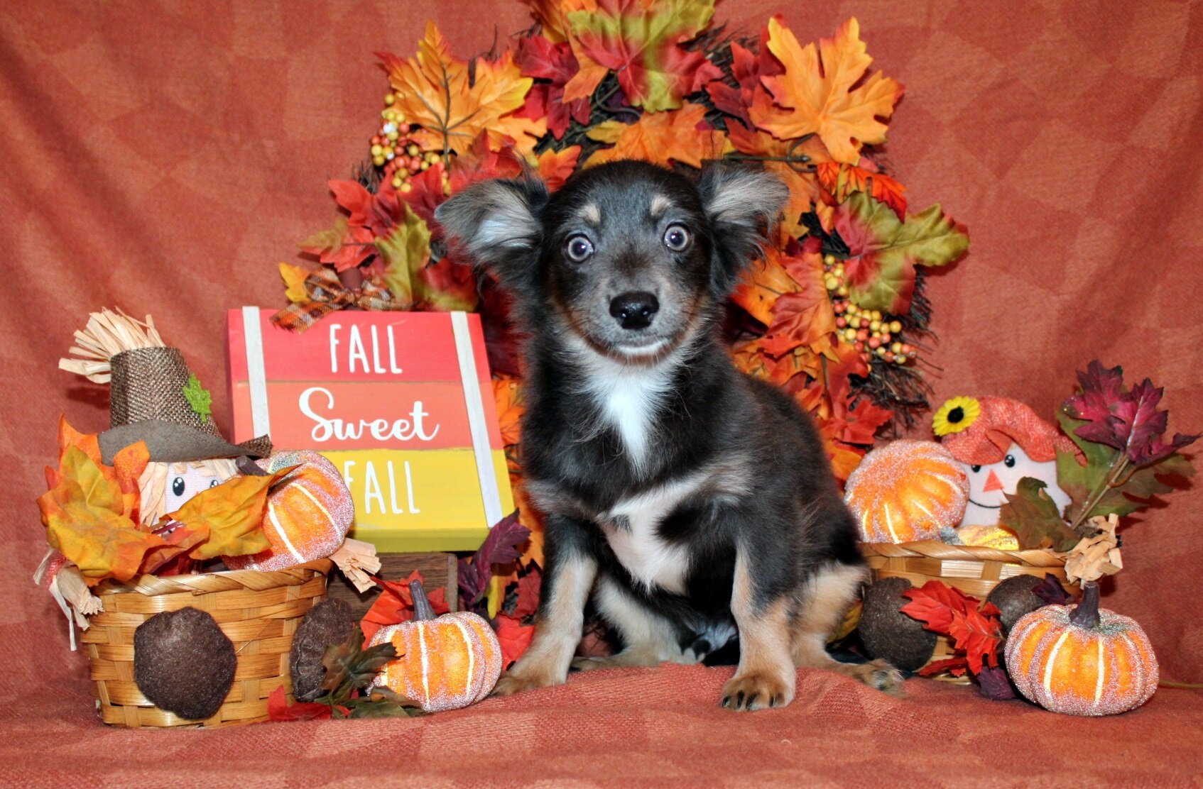 Blue - Gorgeous L/C Pup with Amazing Personality image 1