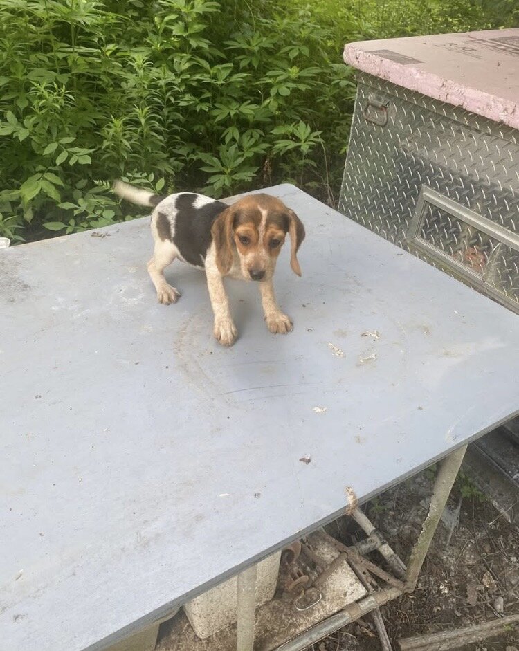 Beagle Puppy Male/Female image 1