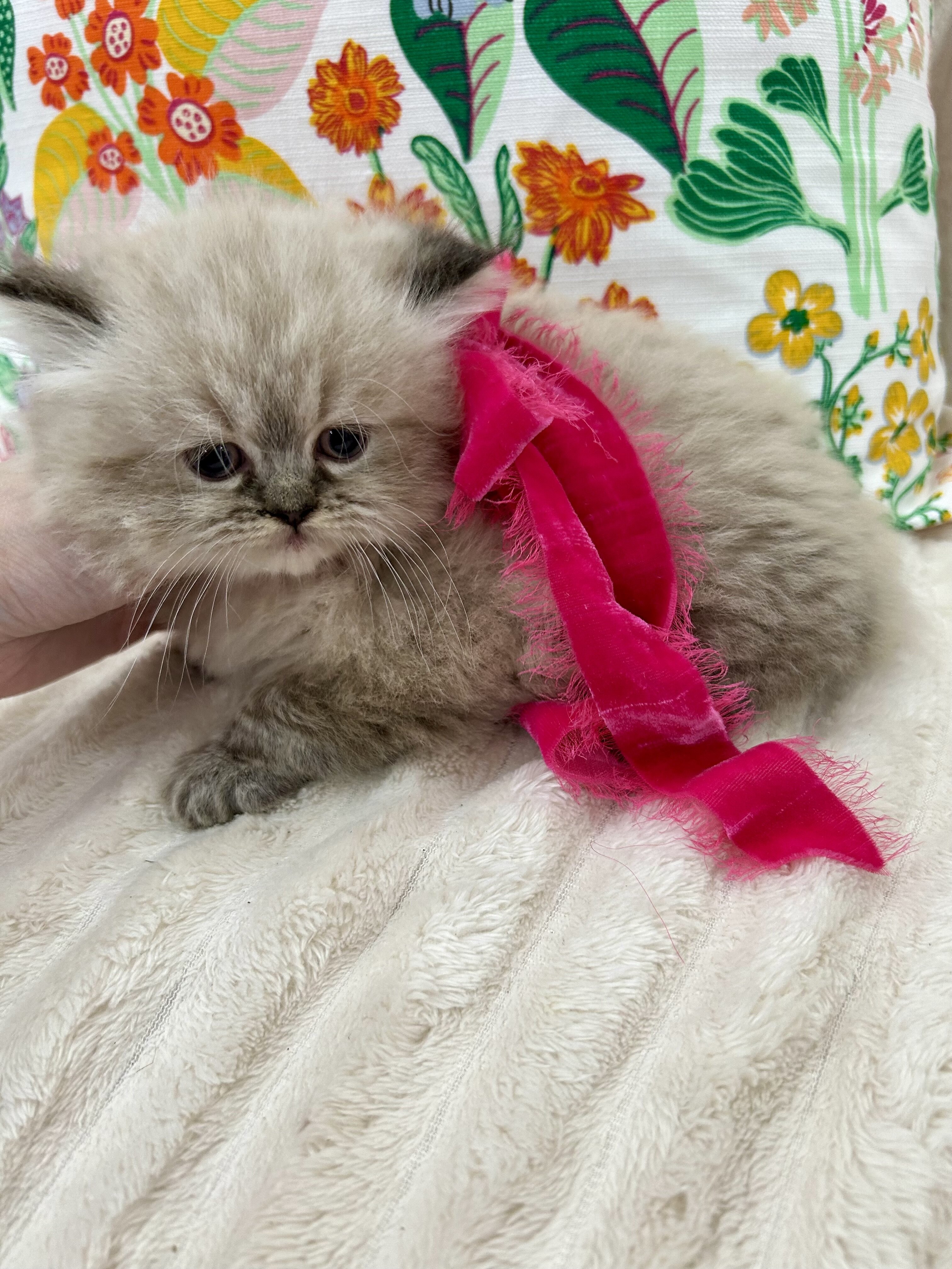 Ragamuffin image 1