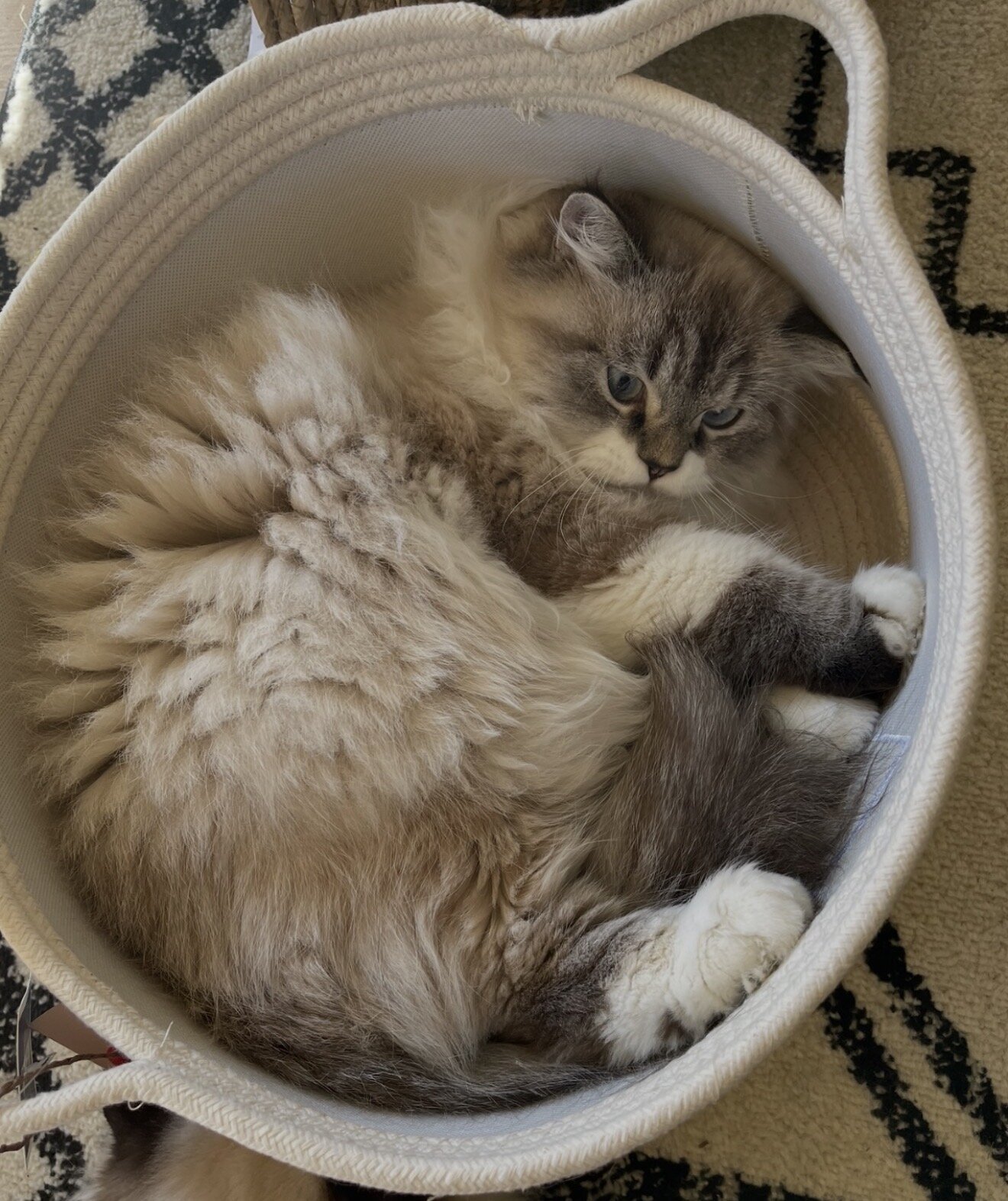 Rehoming Himalayan/Persian mix image 2