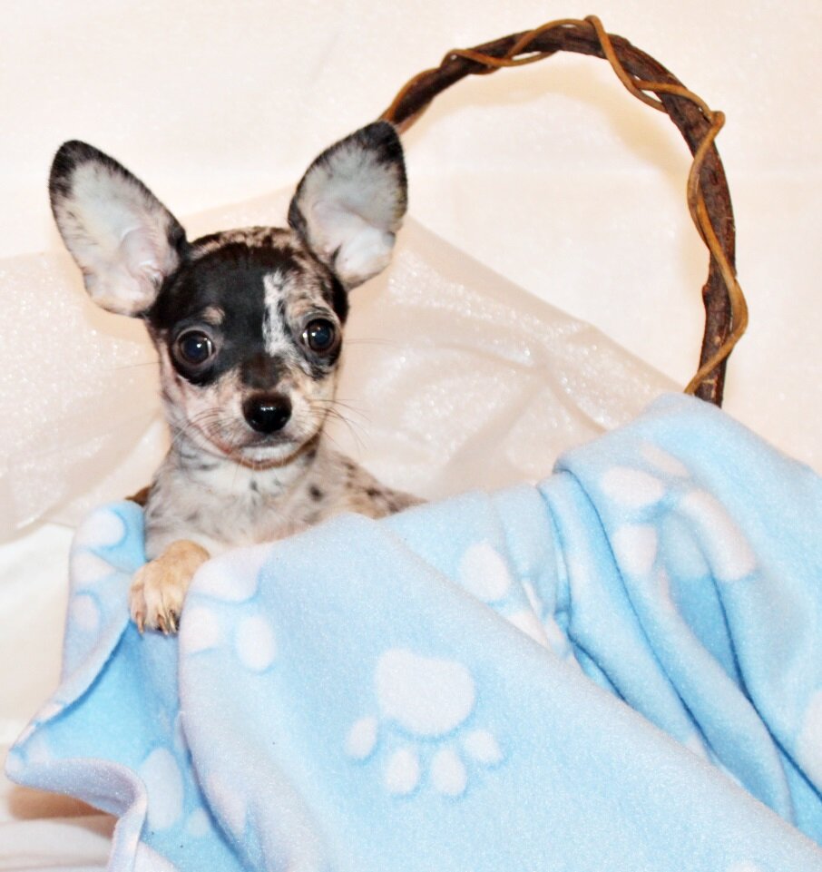 Laia/Pablo Babies - Gorgeous Flashy Merle Babies image 3