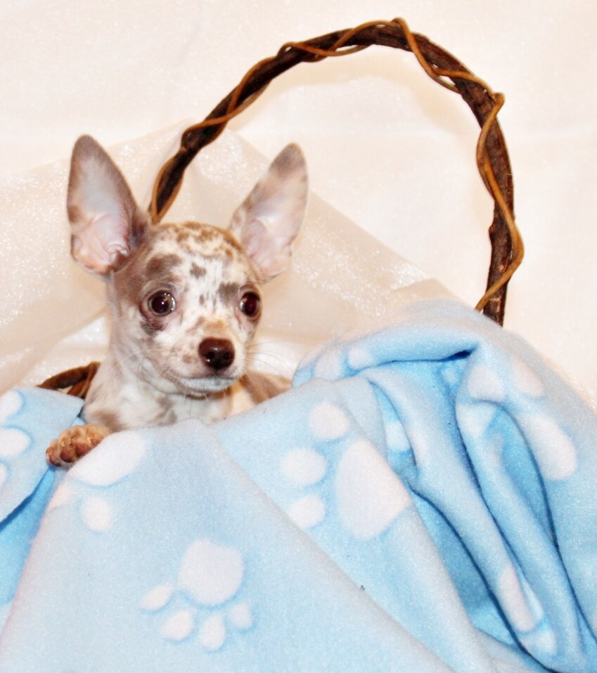 Laia/Pablo Babies - Gorgeous Flashy Merle Babies image 4