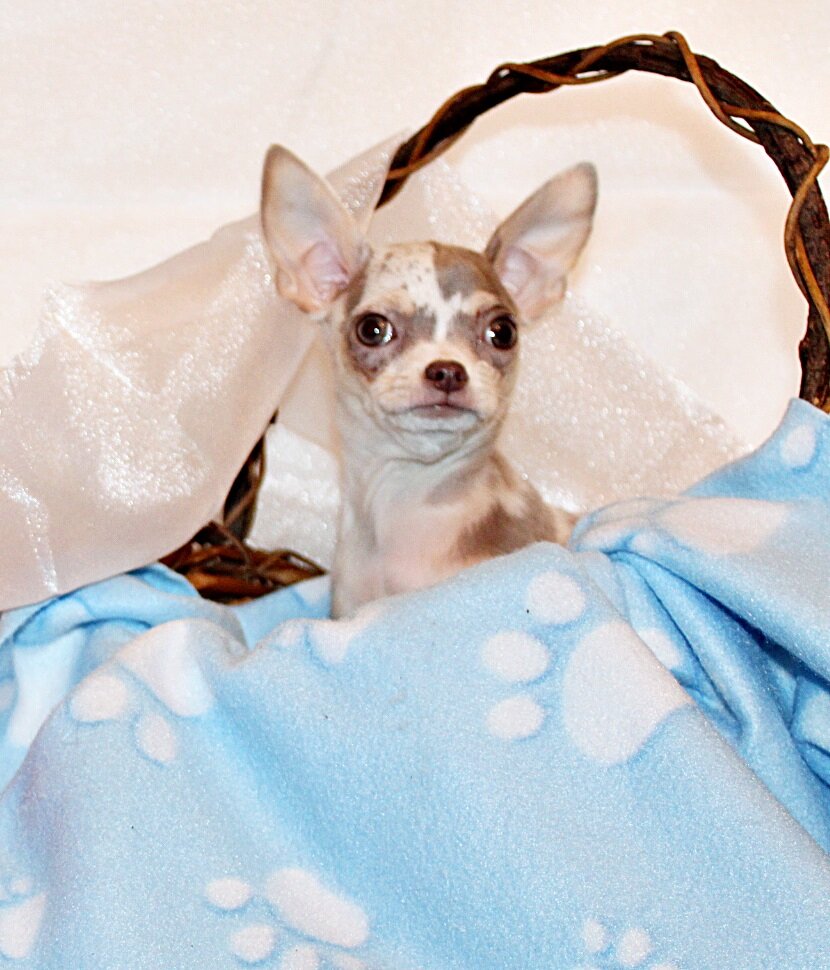 Dover - Precious and Flashy Lavender Merle image 1