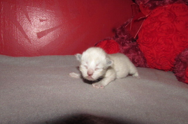 ragdoll kittens for sale image 1