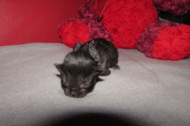 ragdoll kittens for sale image 2