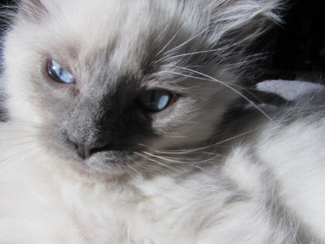ragdoll kittens for sale image 3