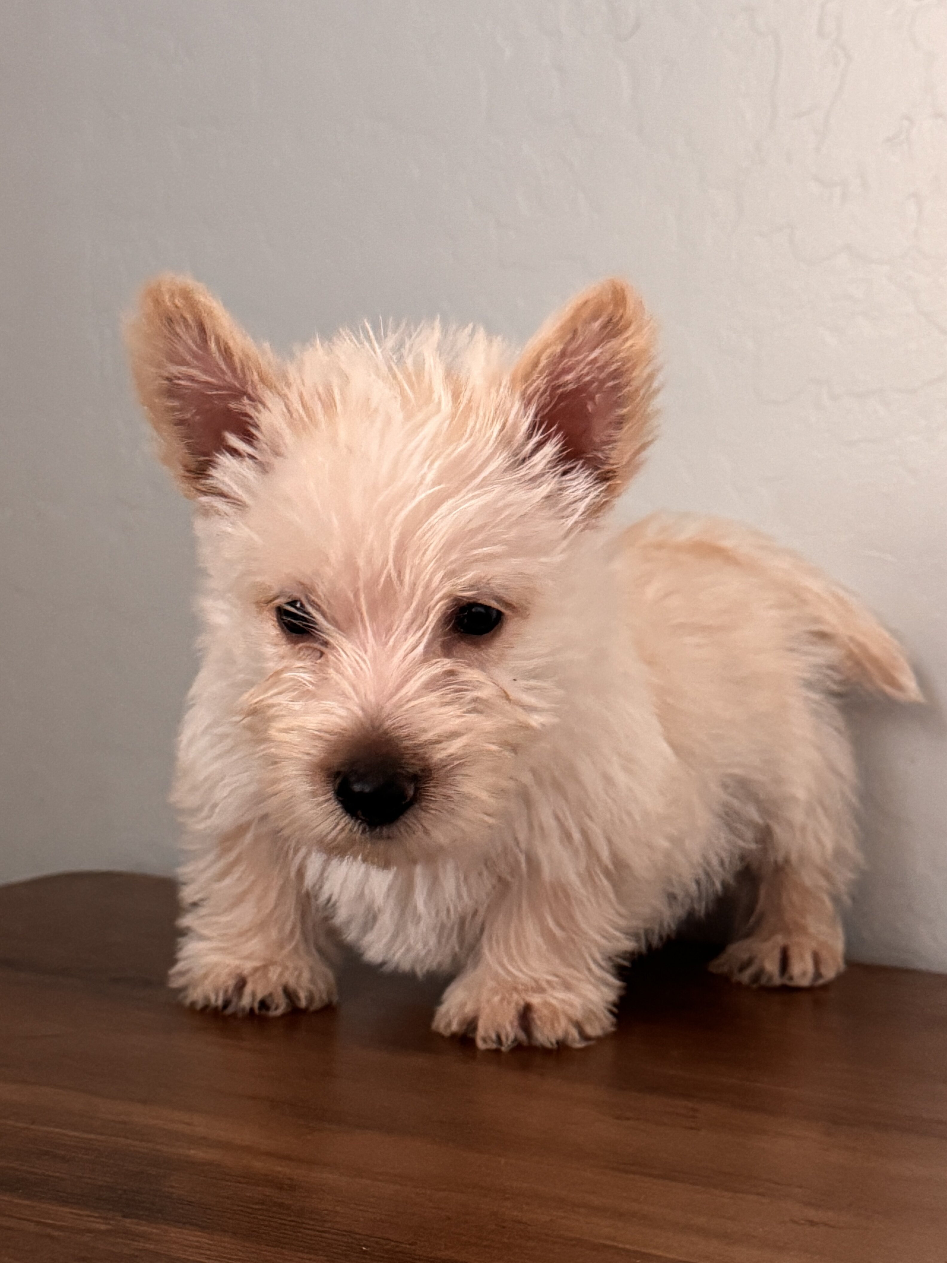 Scottish terrier puppies image 1