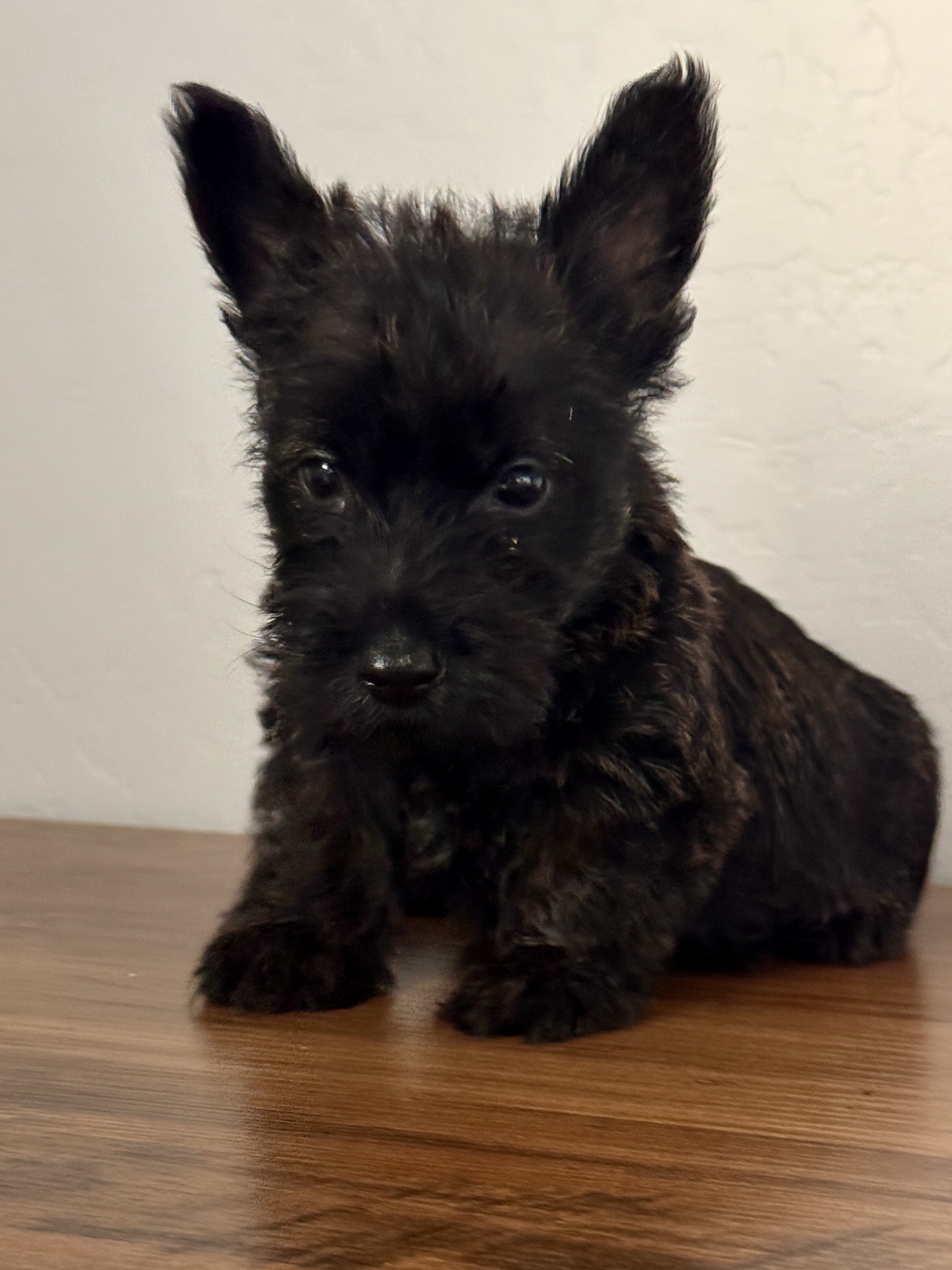 Scottish terrier puppies image 3