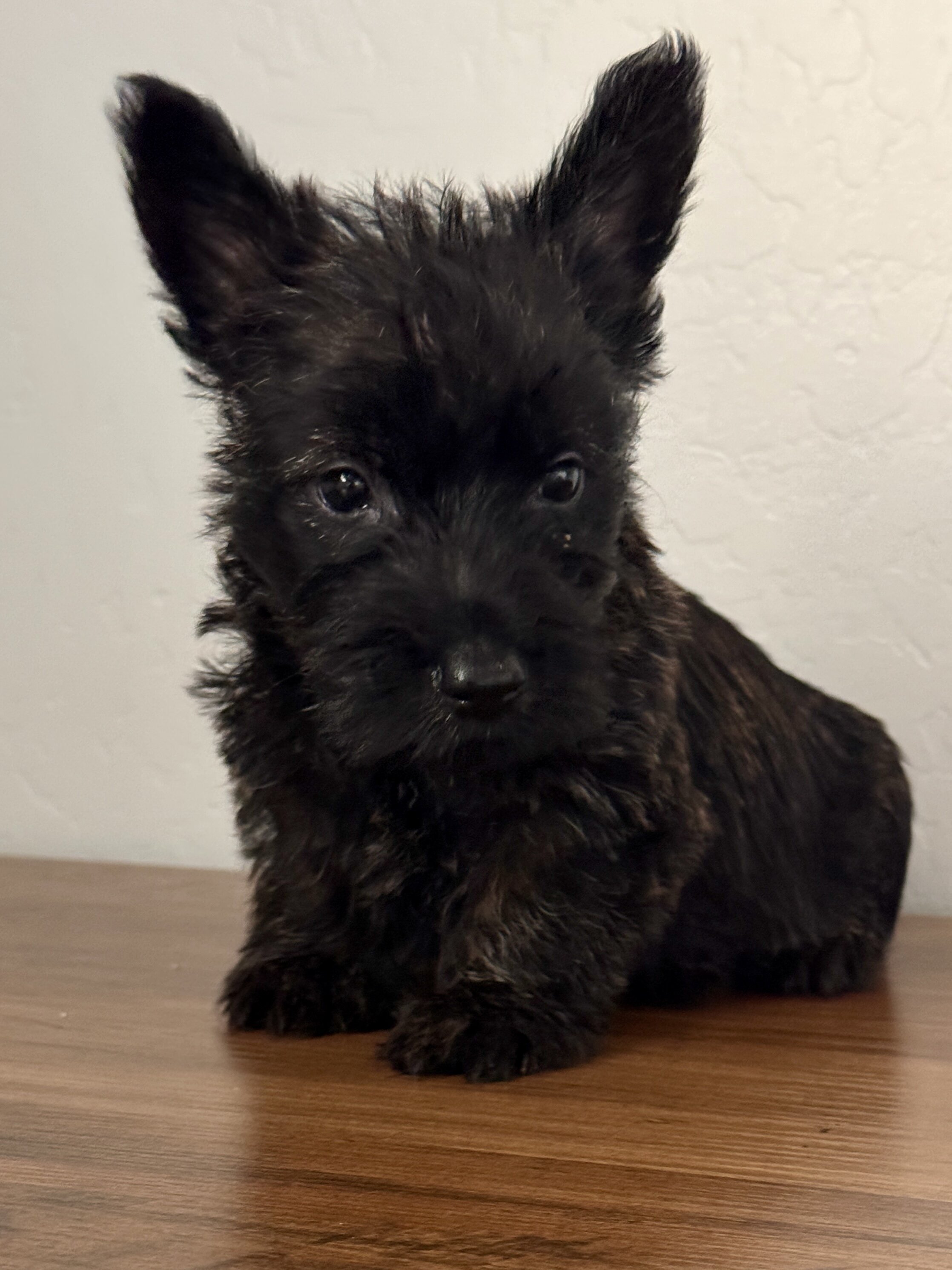 Scottish terrier puppies image 2