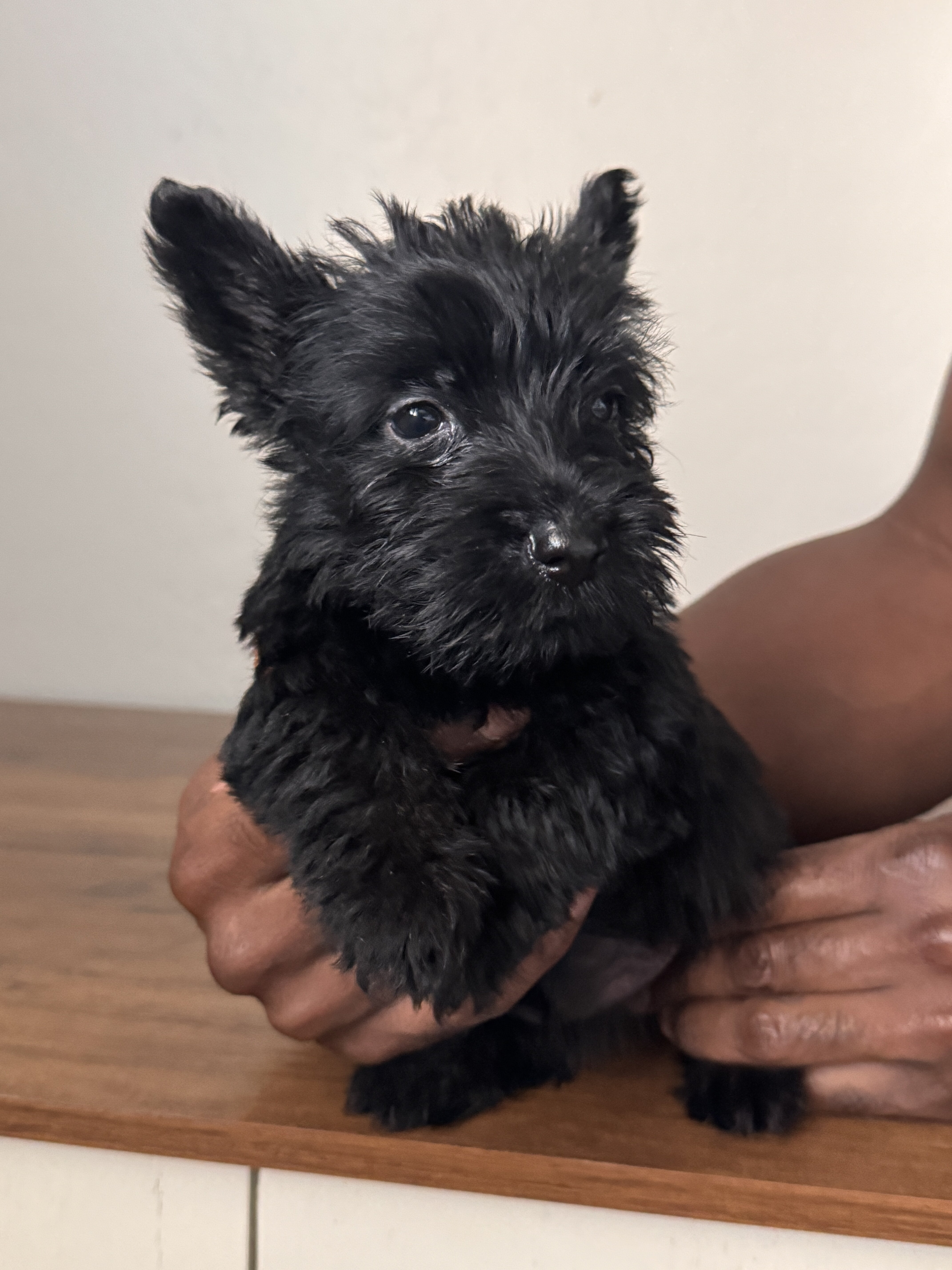 Scottish terrier puppies image 4