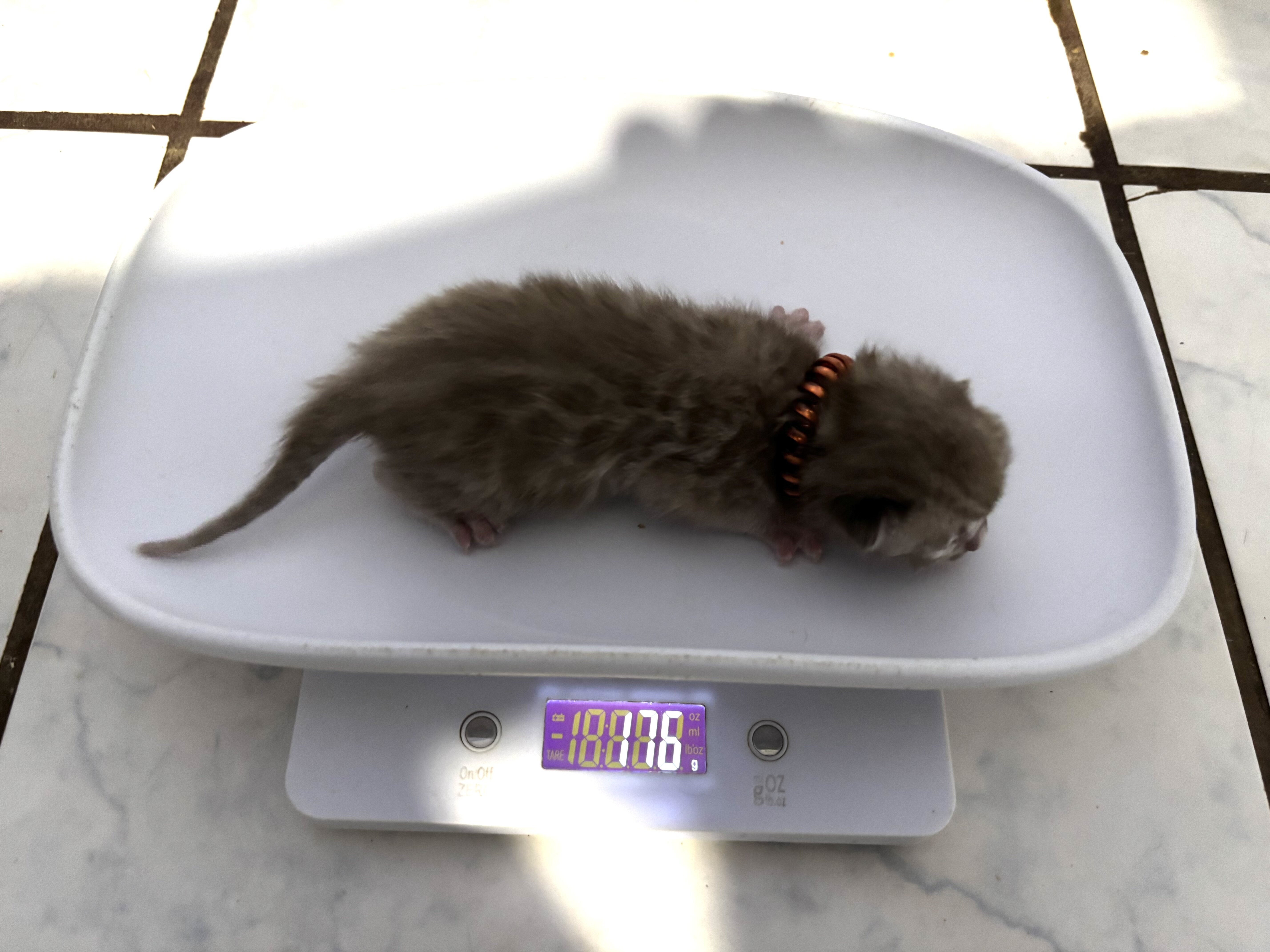 Coconut and Chip litter image 5