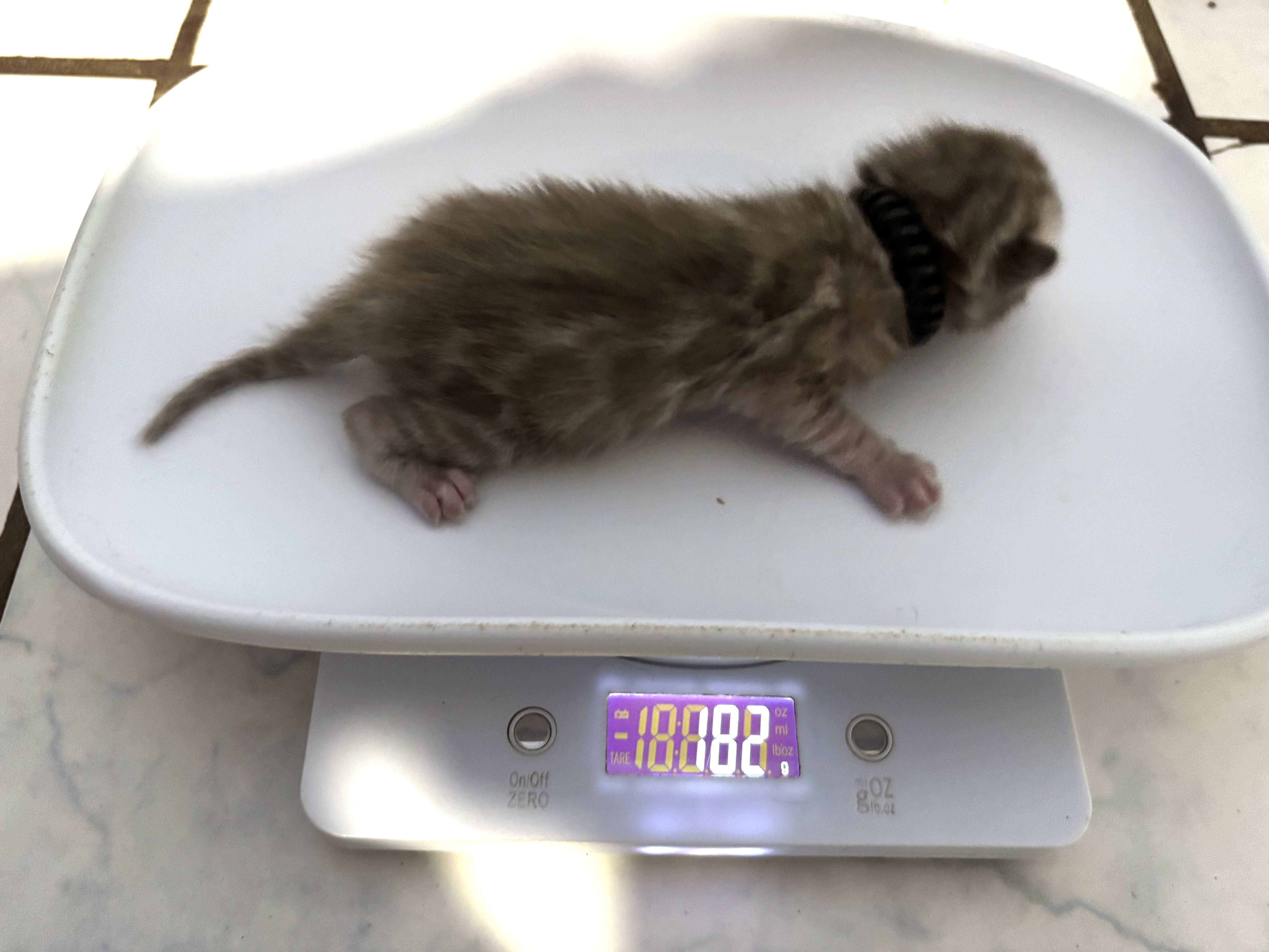 Coconut and Chip litter image 4