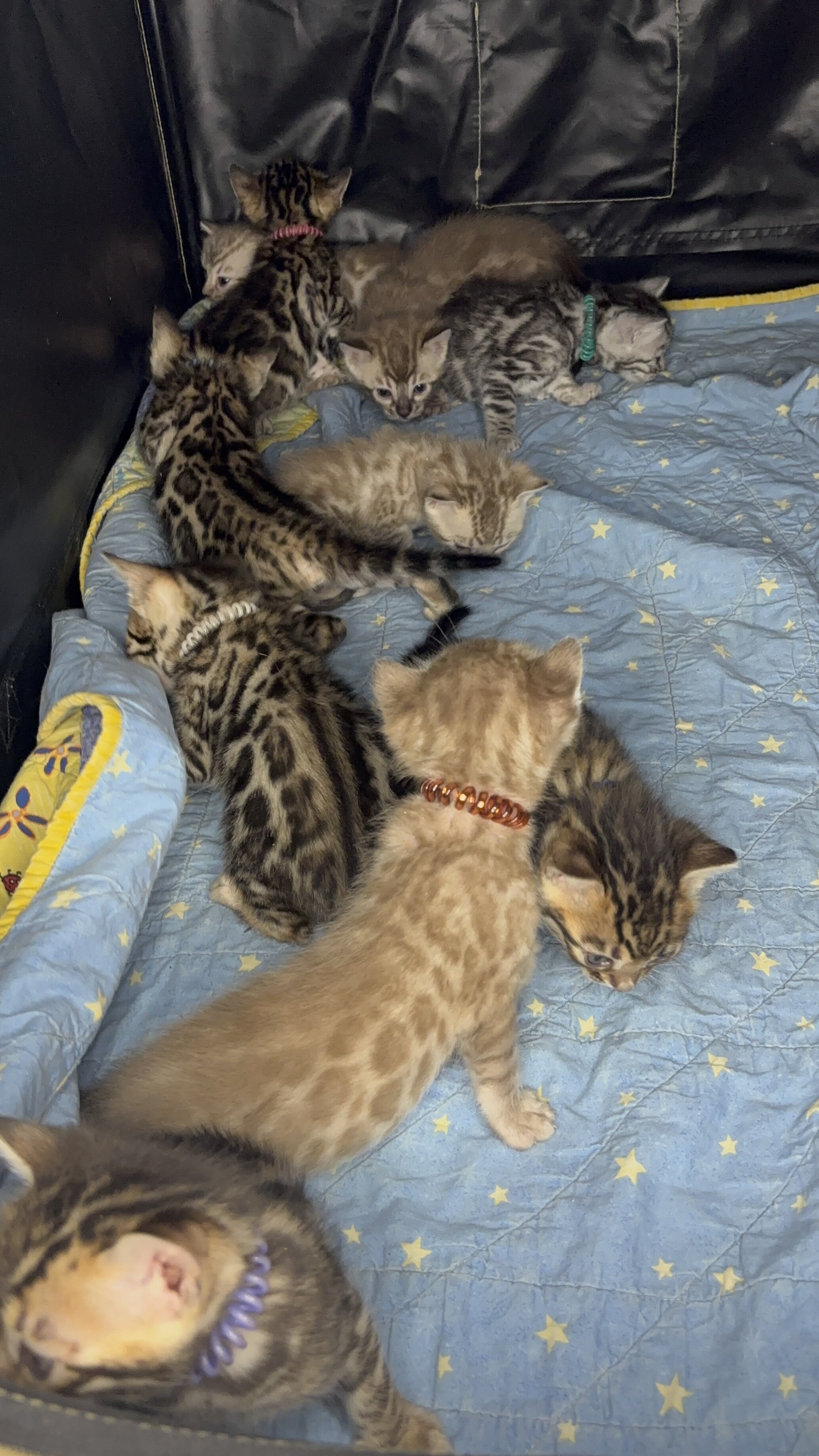 Bengal cat kittens TICA registered image 4