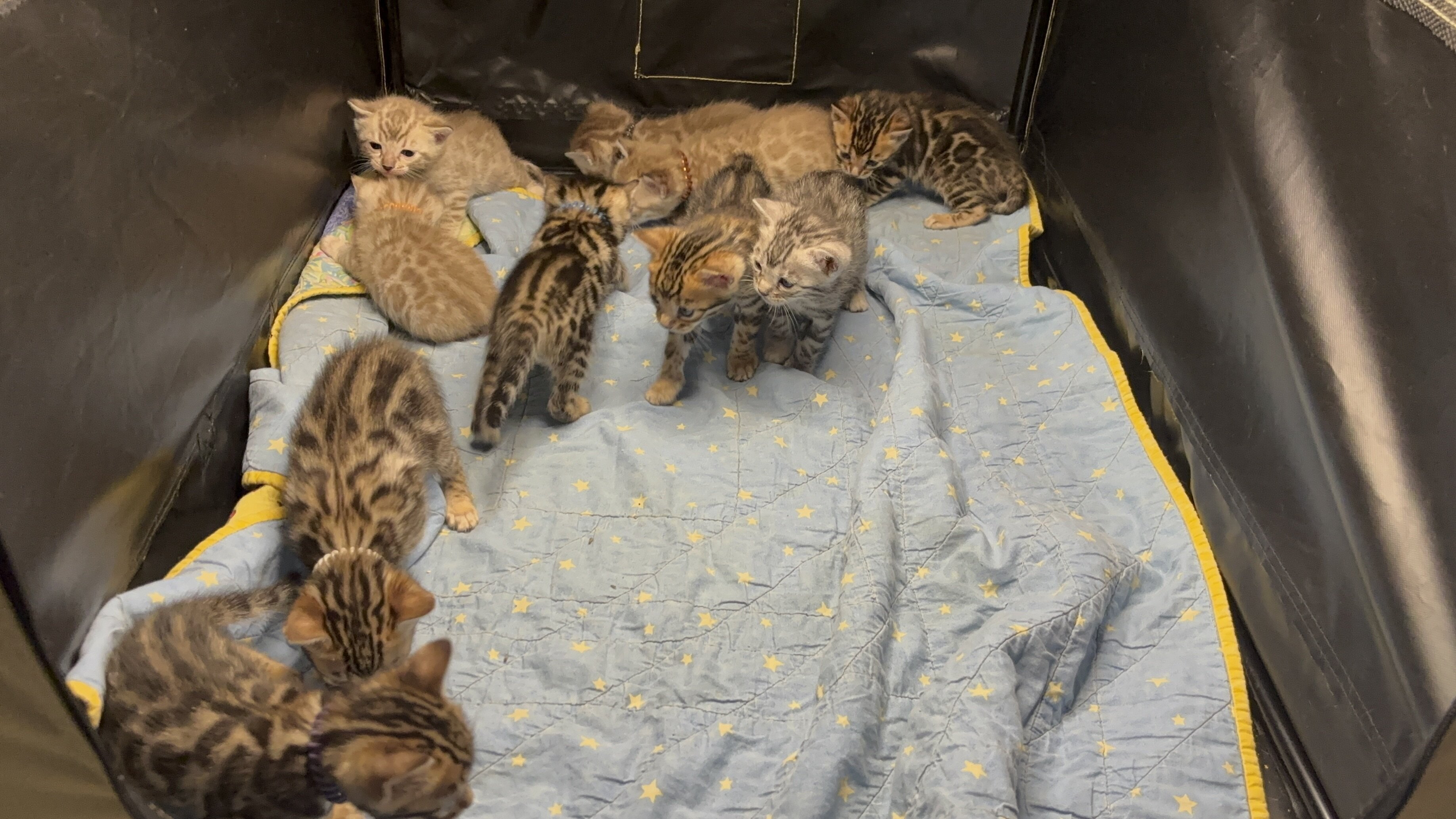 Bengal cat kittens TICA registered image 5