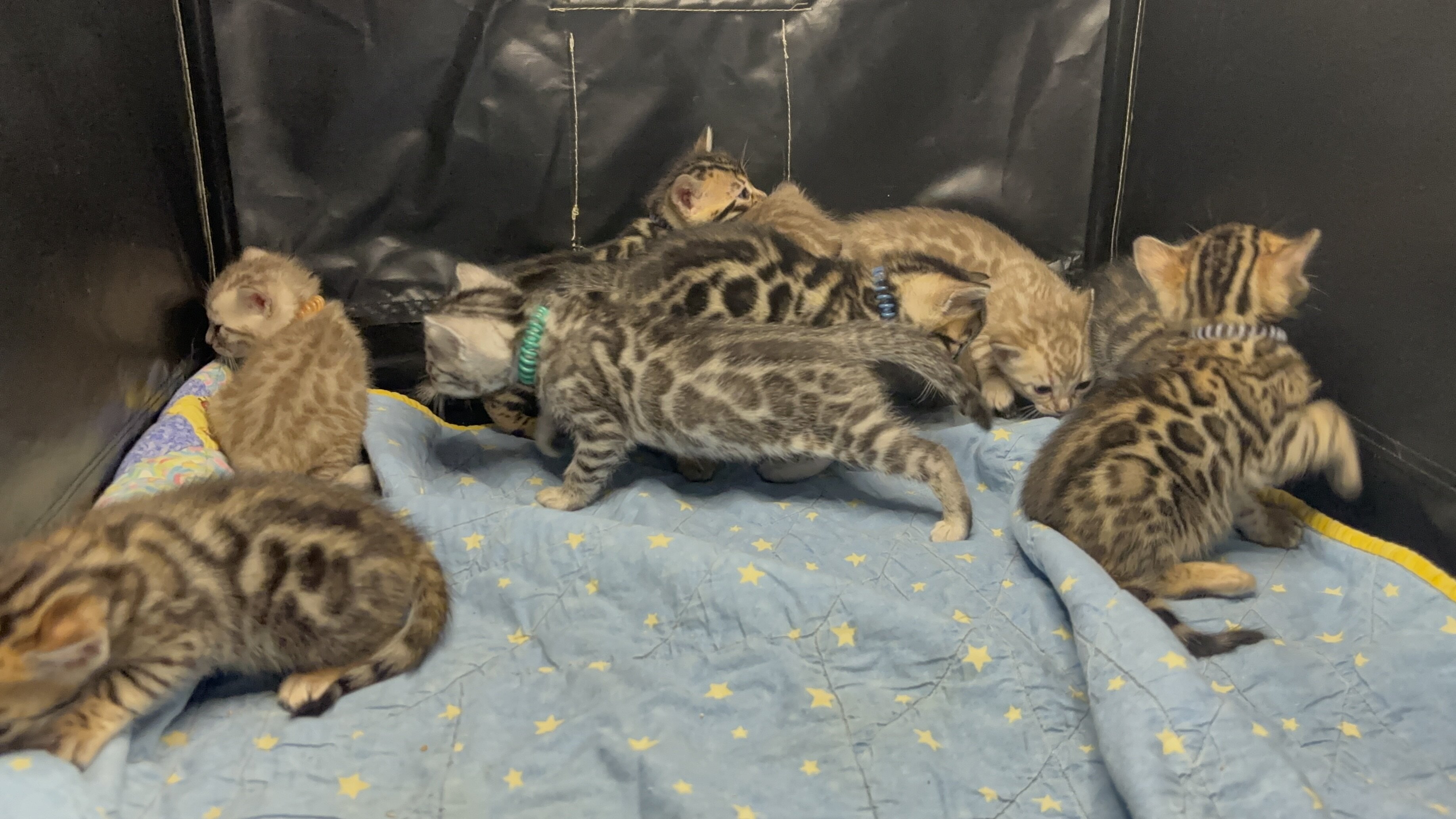 Bengal cat kittens TICA registered image 3