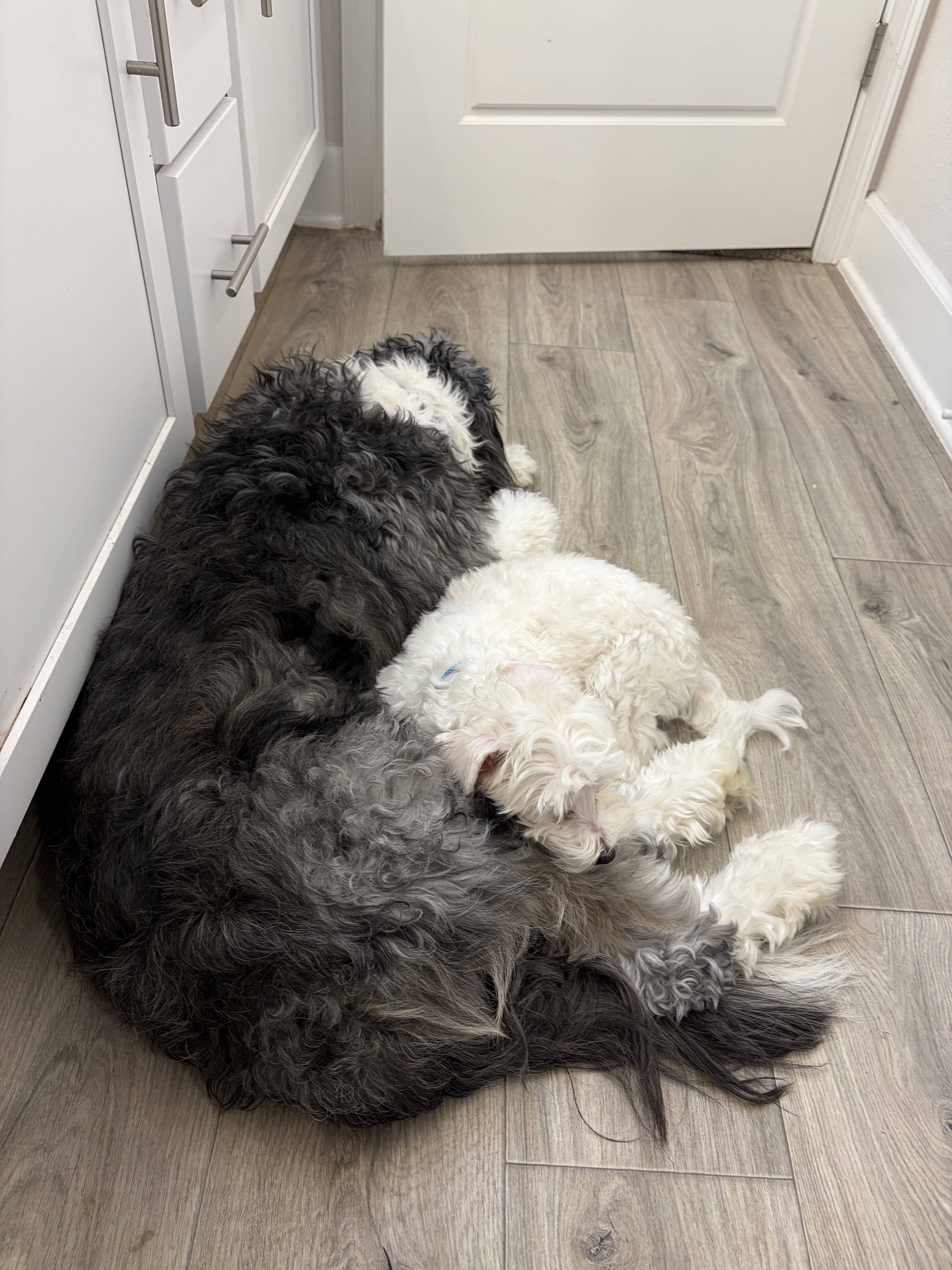 AussieDoodle image 5