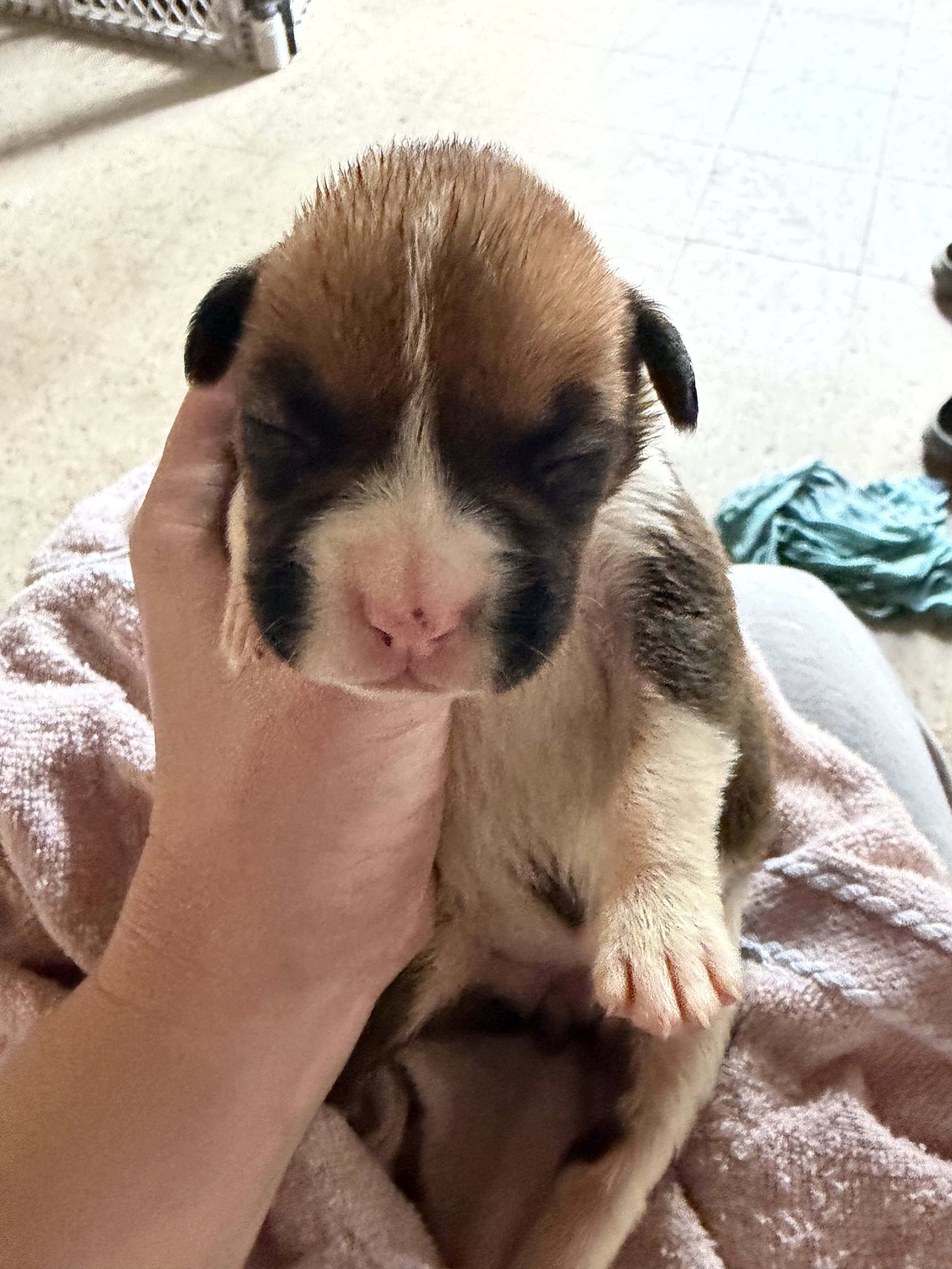 Boxer puppies image 1