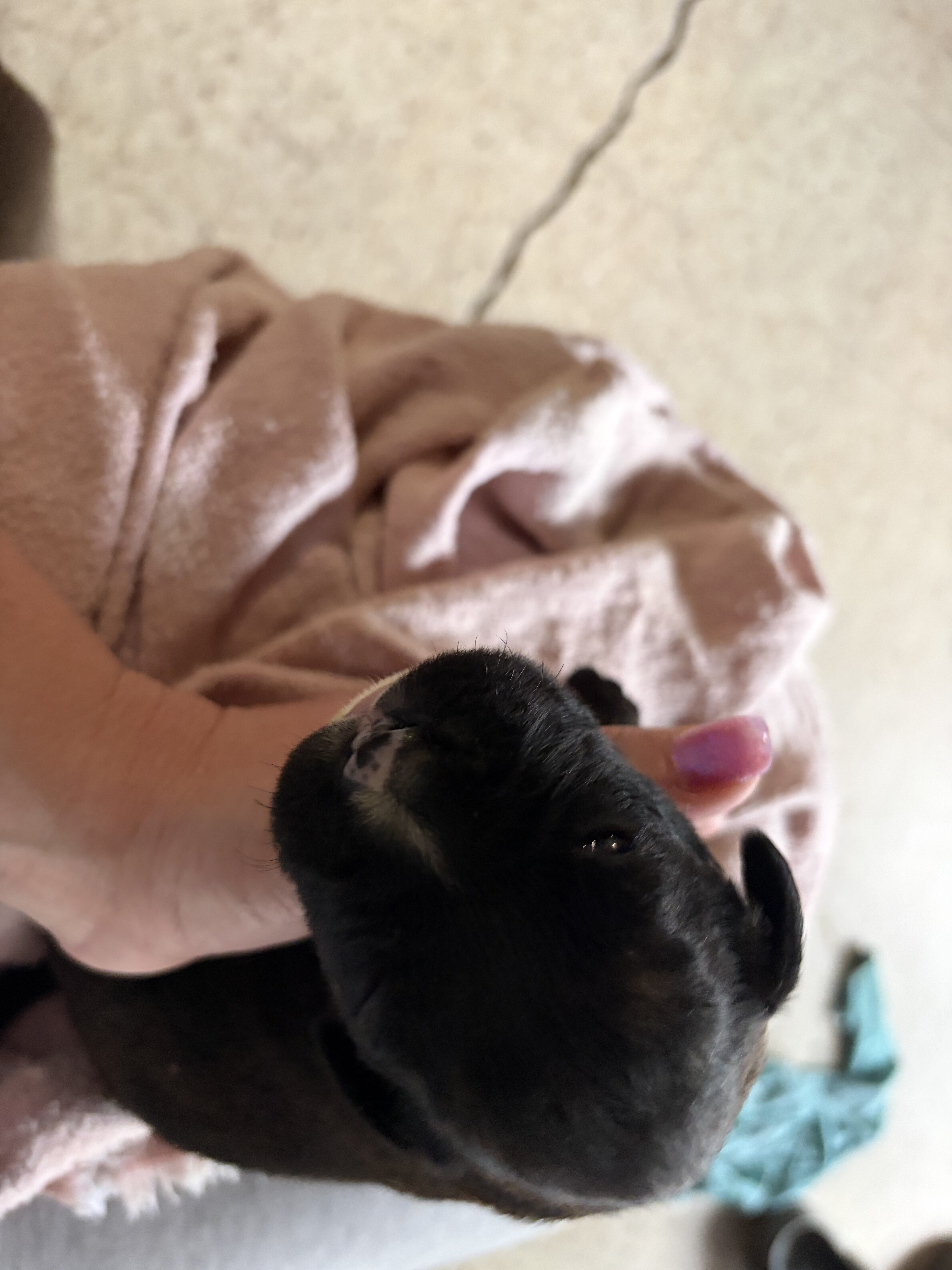 Boxer puppies image 2